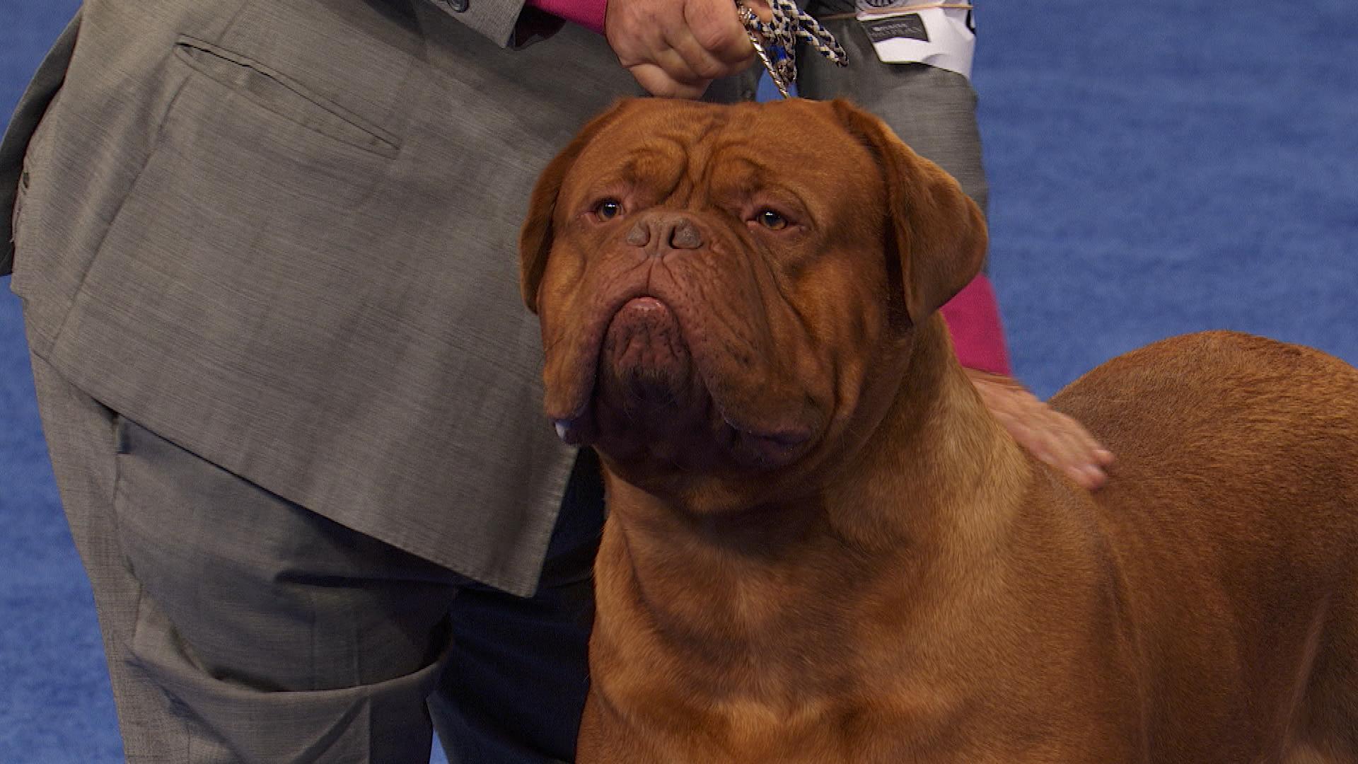 Dogue de Bordeaux, 2022 National Dog Show, Working Group