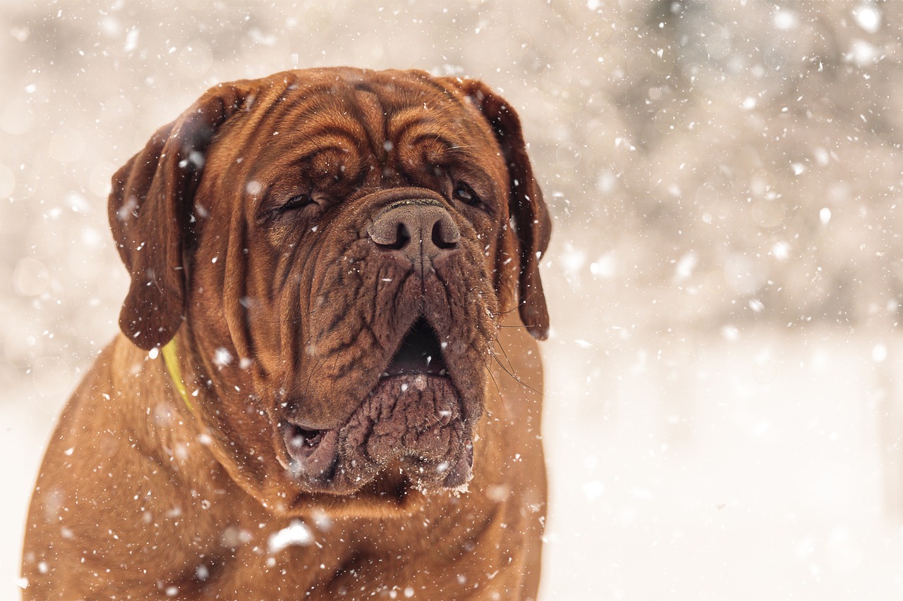 French Mastiff Dog Snow