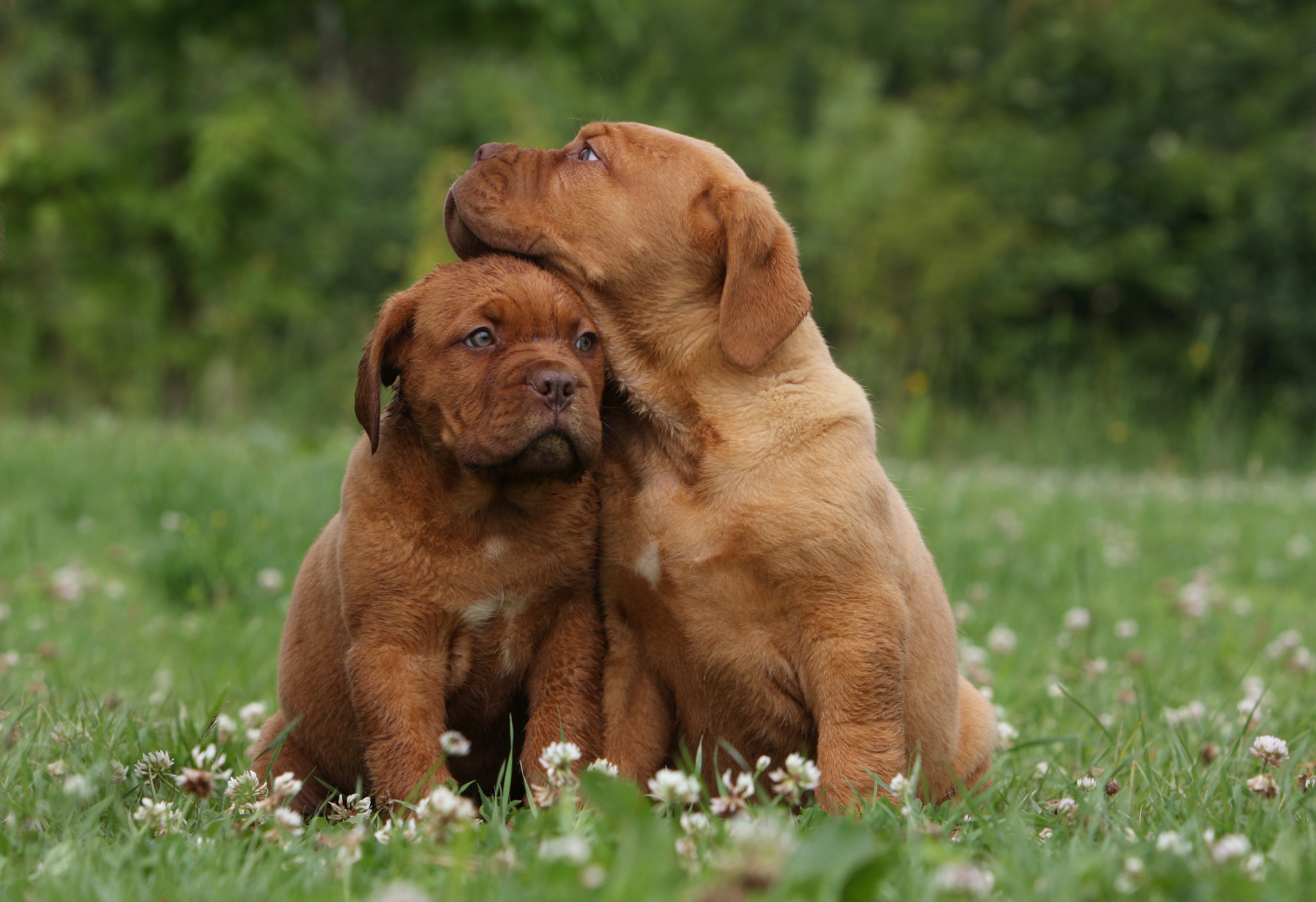 Lovely Dogue de Bordeaux puppies photo and wallpaper. Beautiful Lovely Dogue de Bordeaux puppies picture