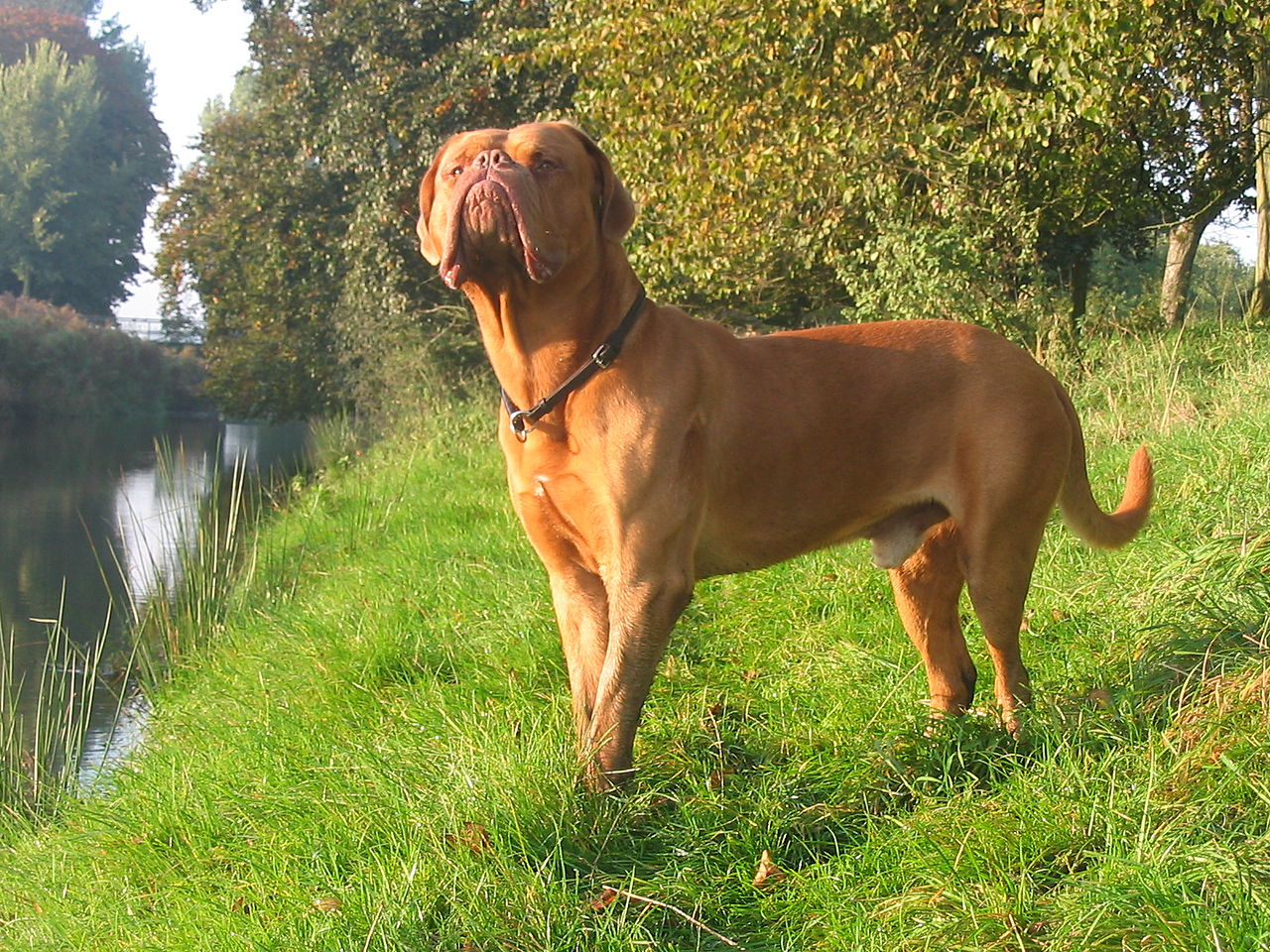 Dogue de Bordeaux standing