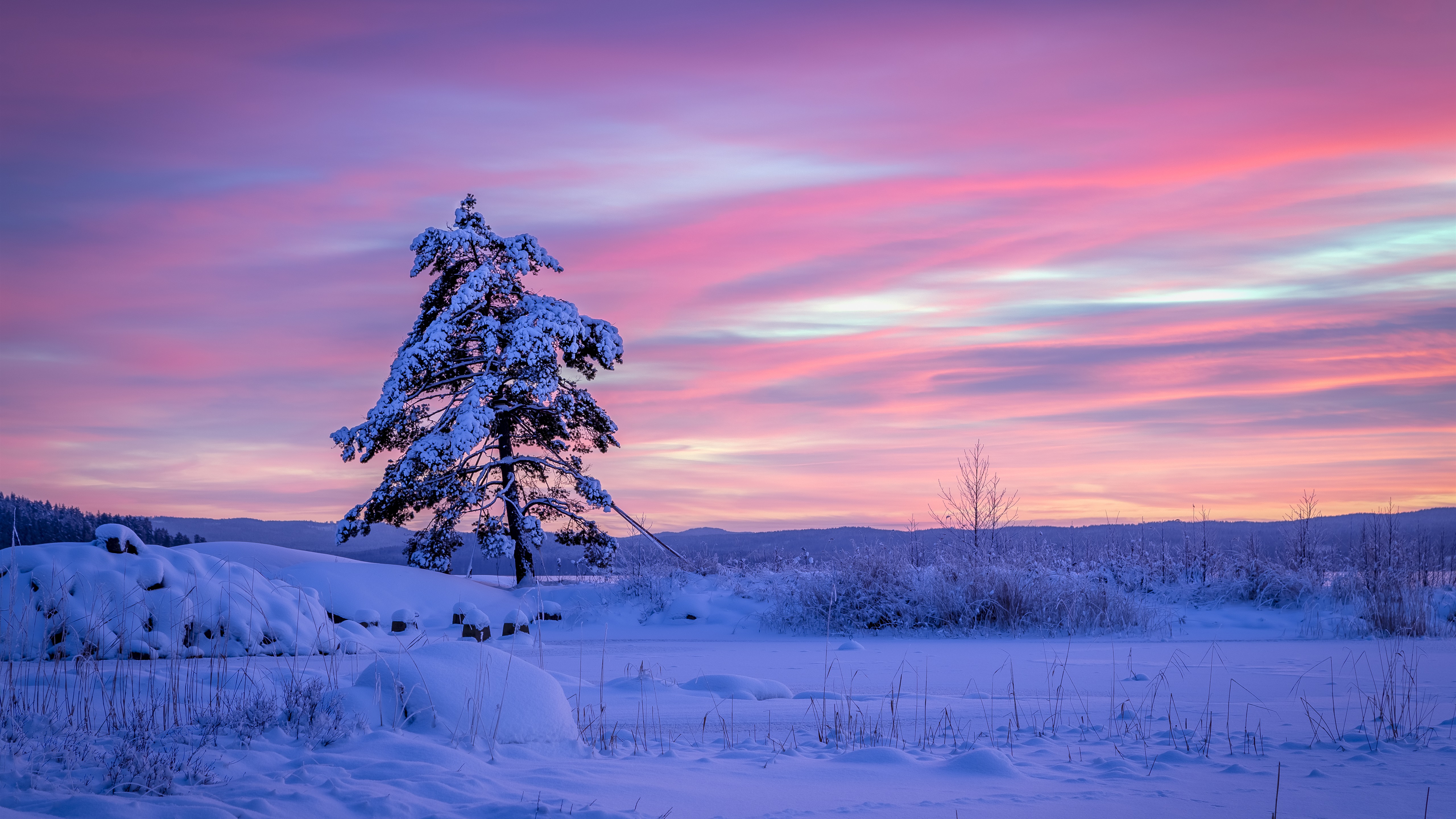 Wallpaper Sweden, lonely tree, snow, winter 5120x2880 UHD 5K Picture, Image