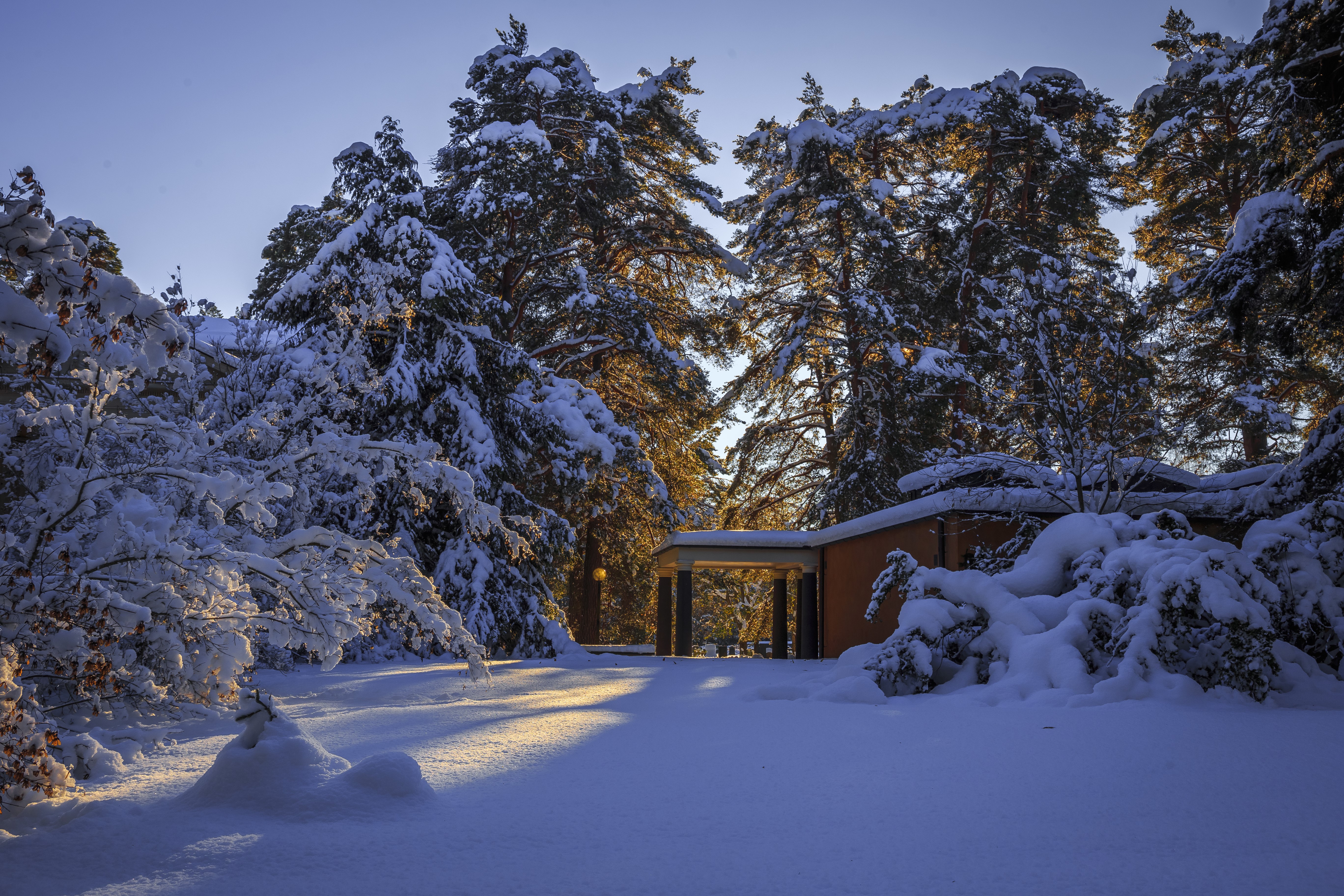 4K, 5K, Sweden, Winter, Snow, Spruce Gallery HD Wallpaper