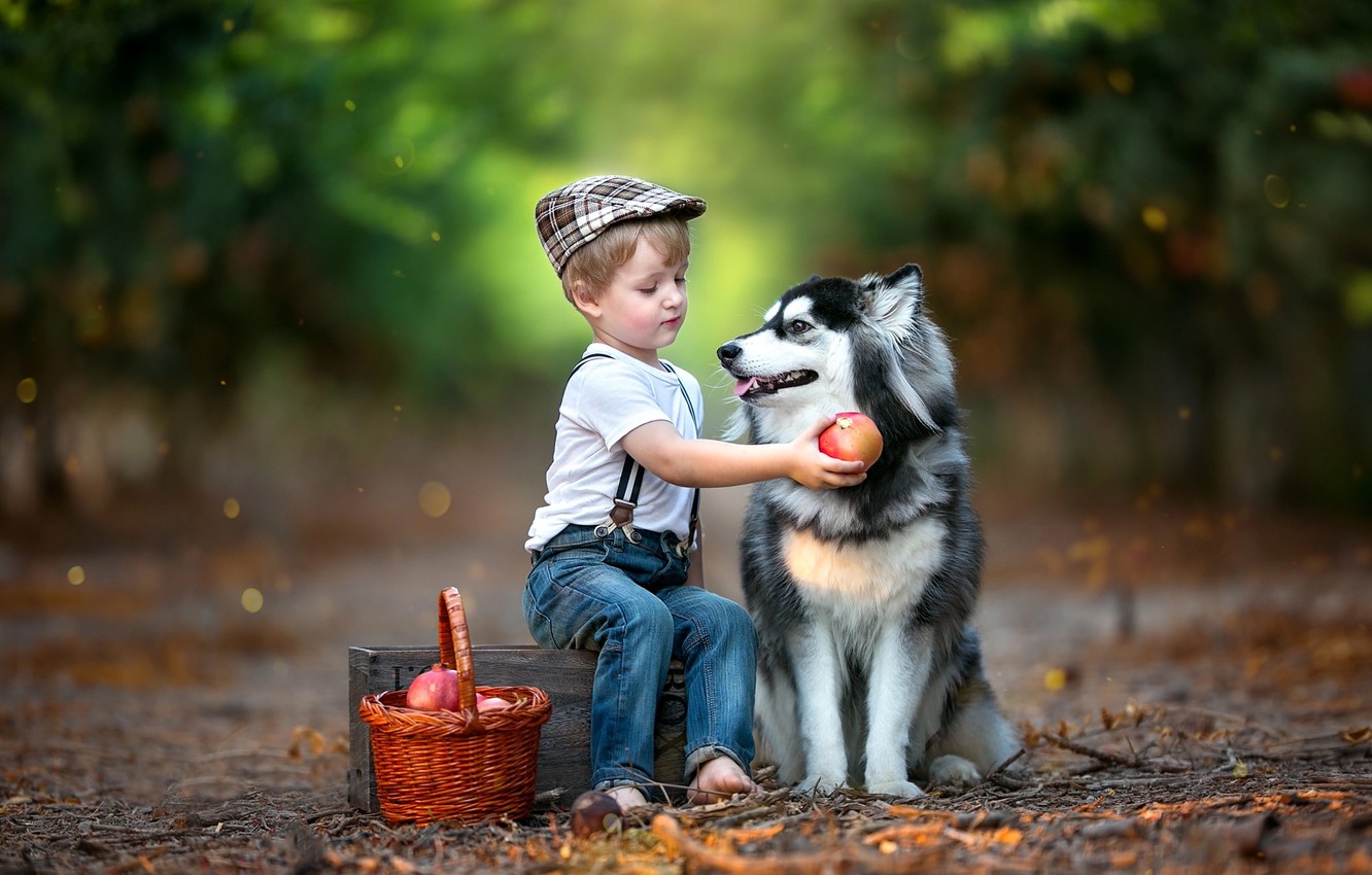 Wallpaper animal, basket, dog, boy, fruit, box, child, husky, grenades, dog, bokeh image for desktop, section настроения