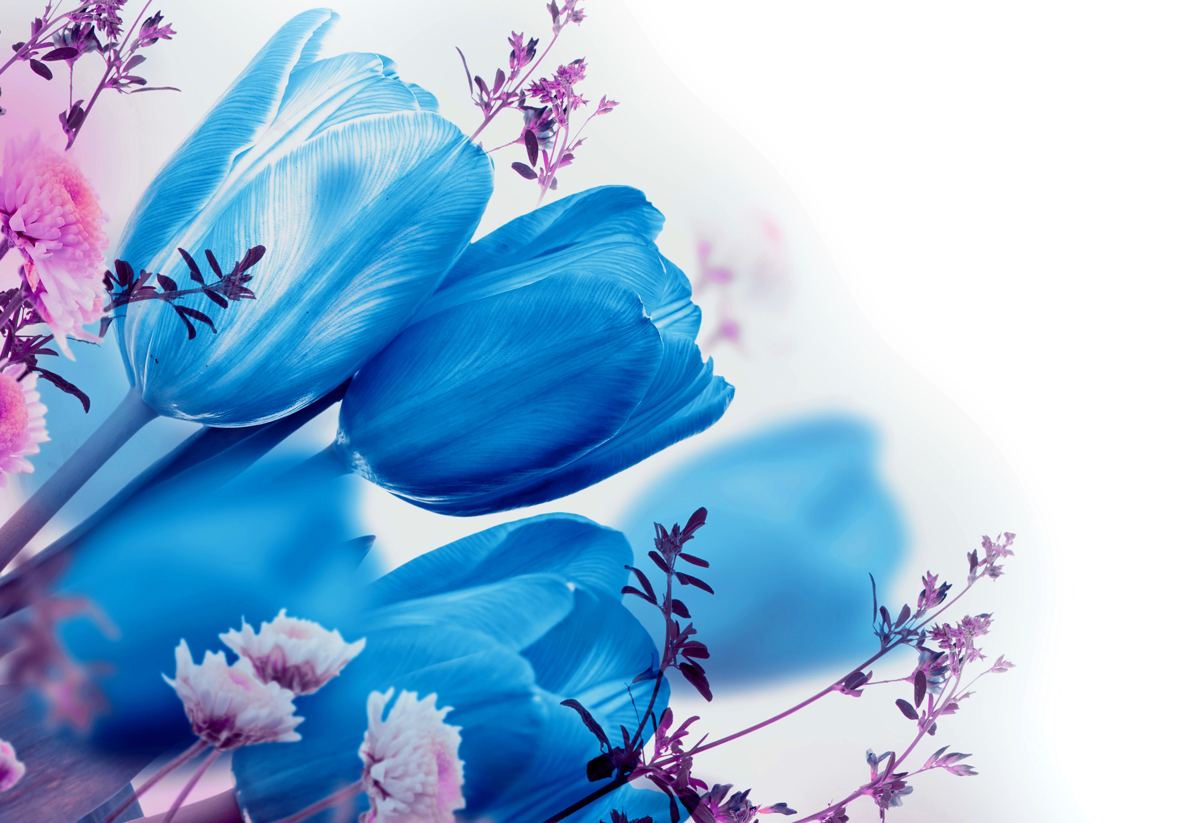4K, Tulips, Light Blue Gallery HD Wallpaper