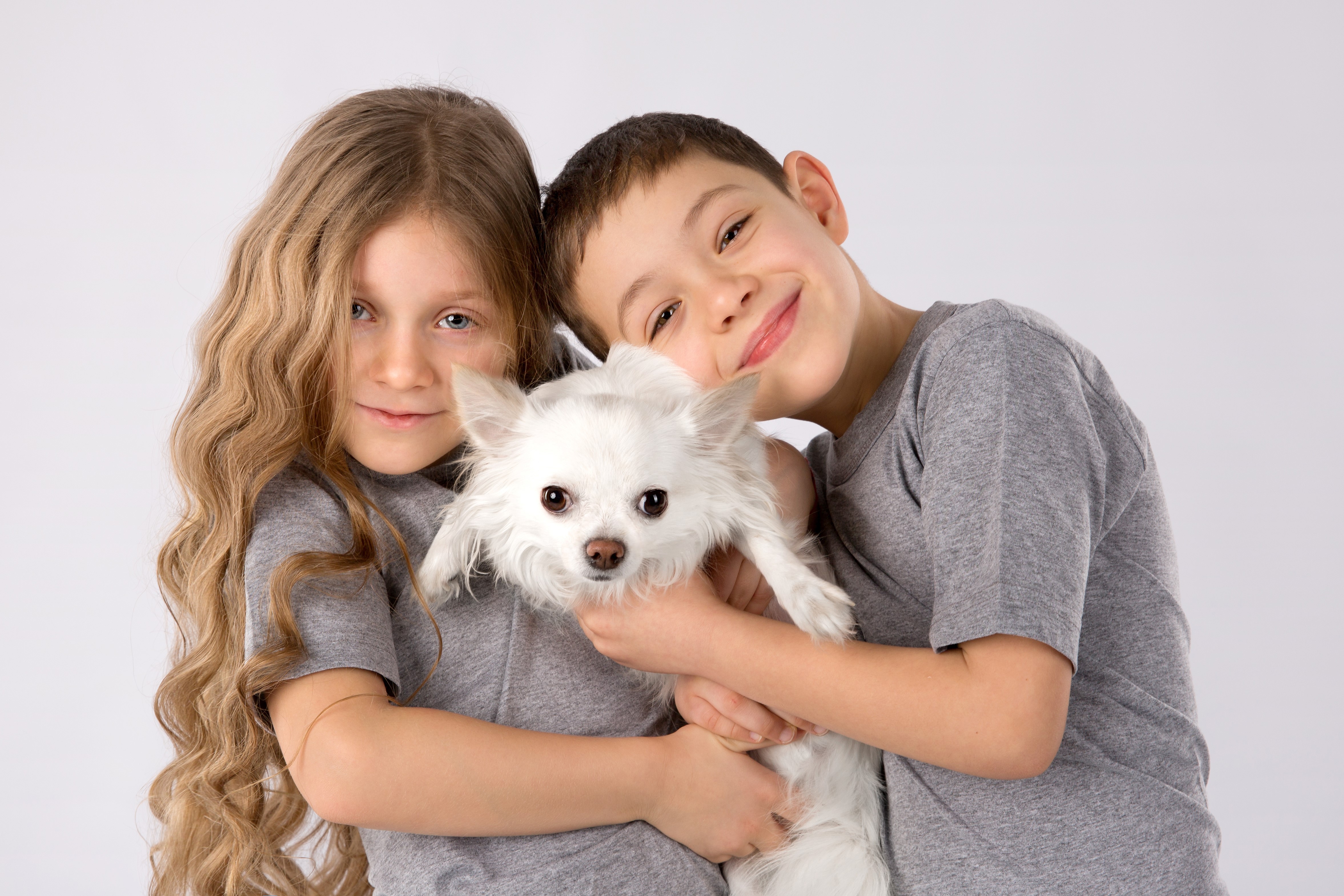 4K, Dogs, Gray background, Boys, Little girls, Chihuahua, Smile Gallery HD Wallpaper