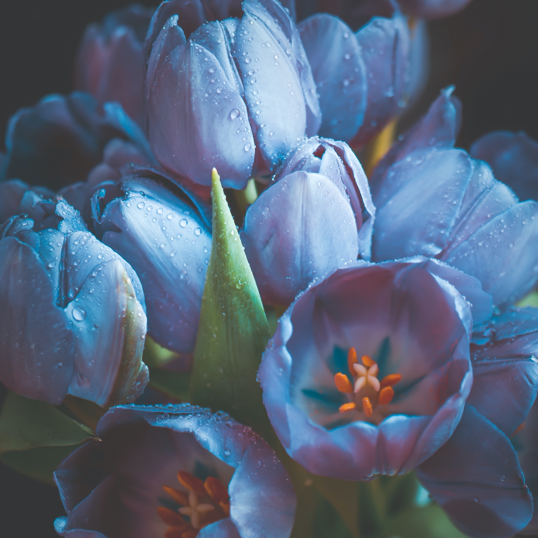 Blue Tulips wallpaper