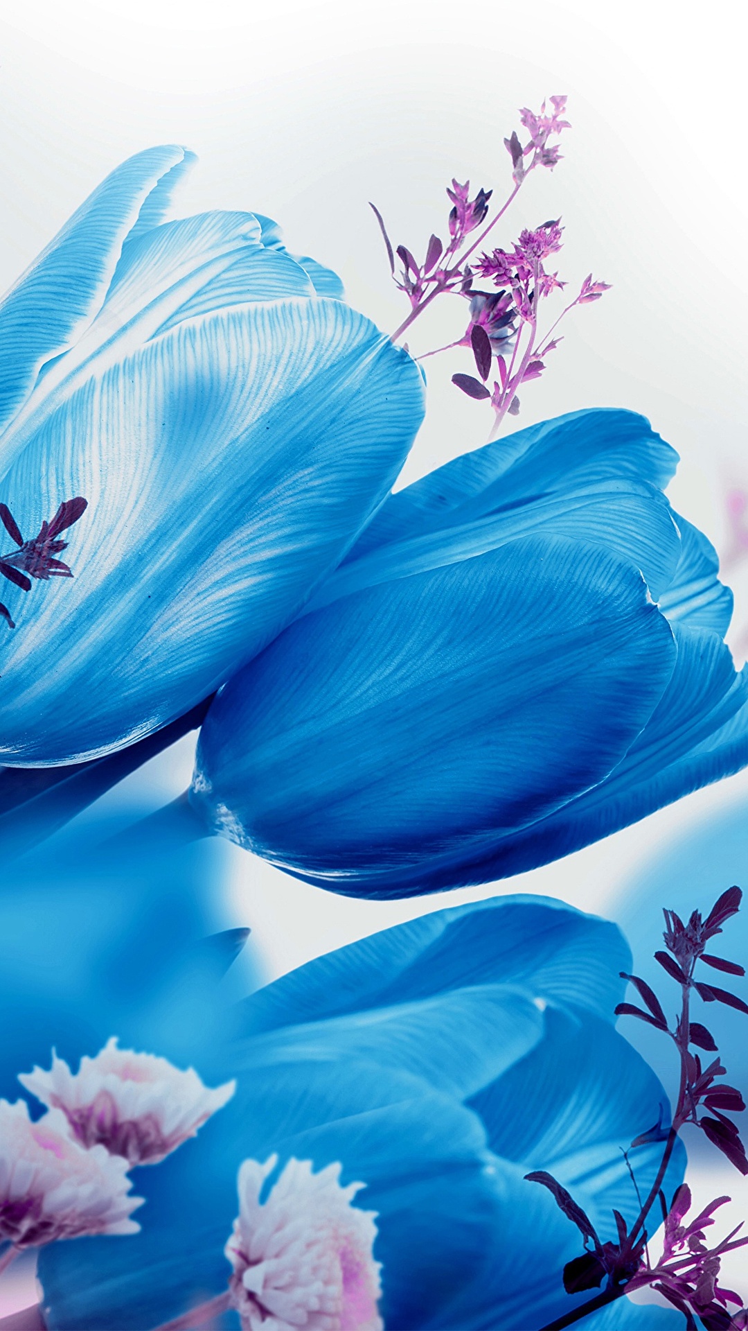 Desktop Wallpaper Blue tulip Flowers White background 1080x1920