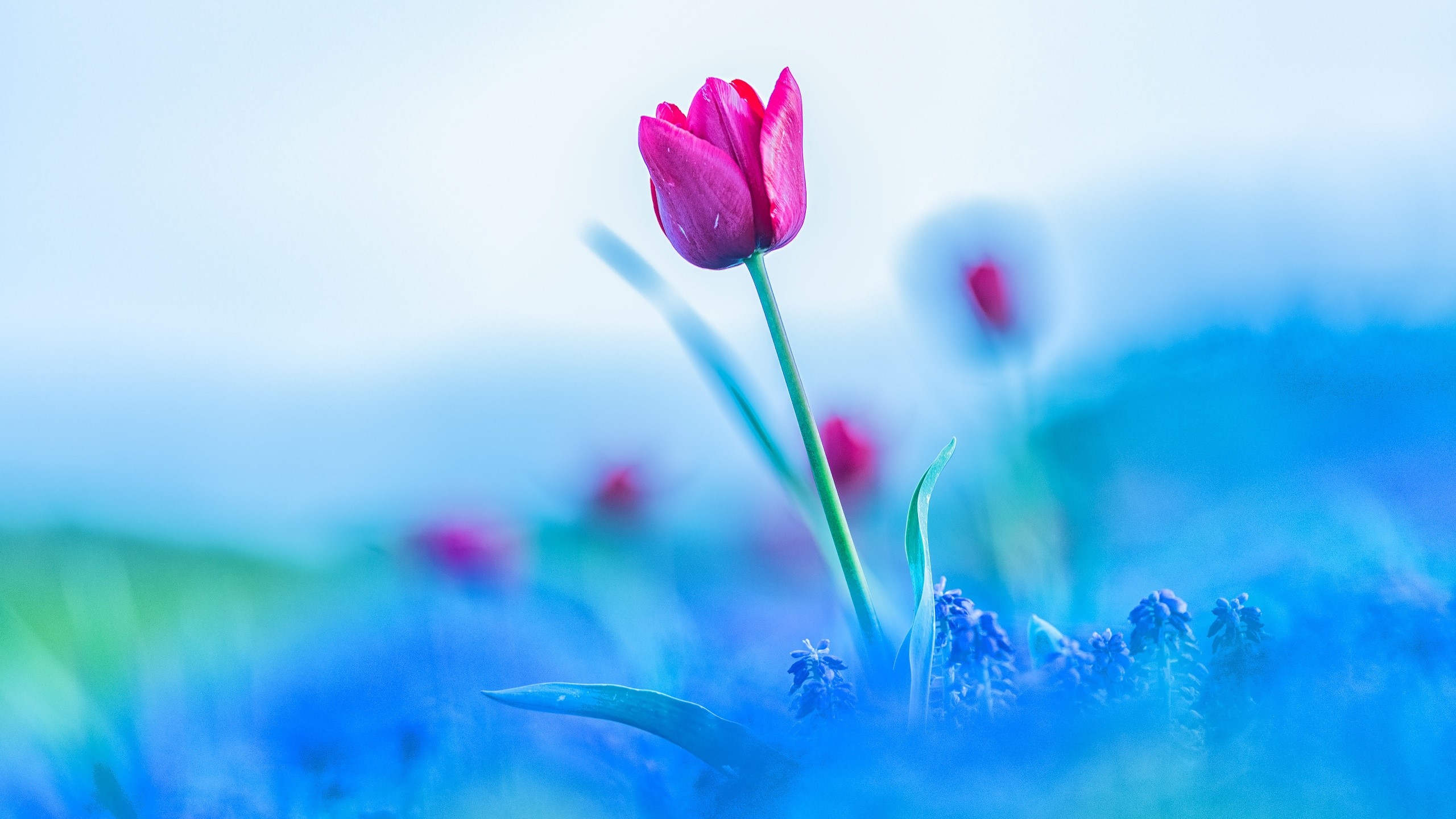 blue tulip flower