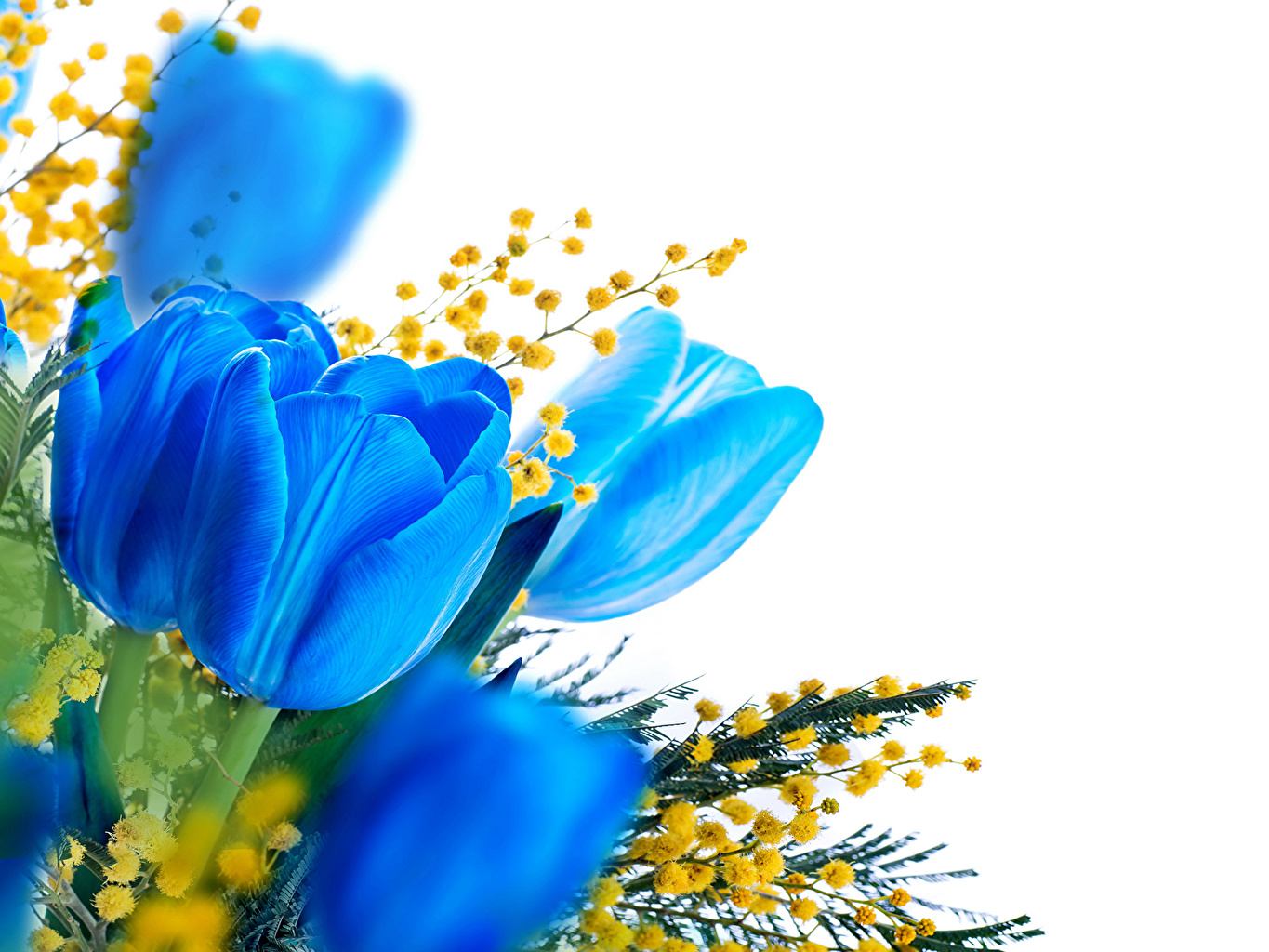 Desktop Wallpaper Blue Tulips Flowers Silver wattle