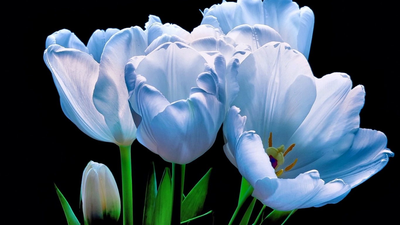 Wallpaper / flowers, leaves, tulips, blue free download