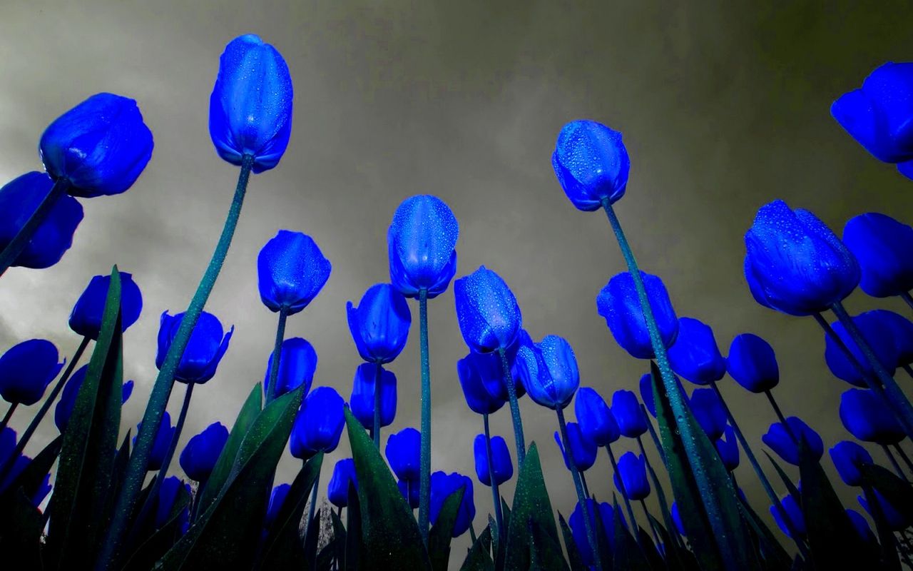 blue tulips. Purple tulips, Blue tulips, Purple flowers