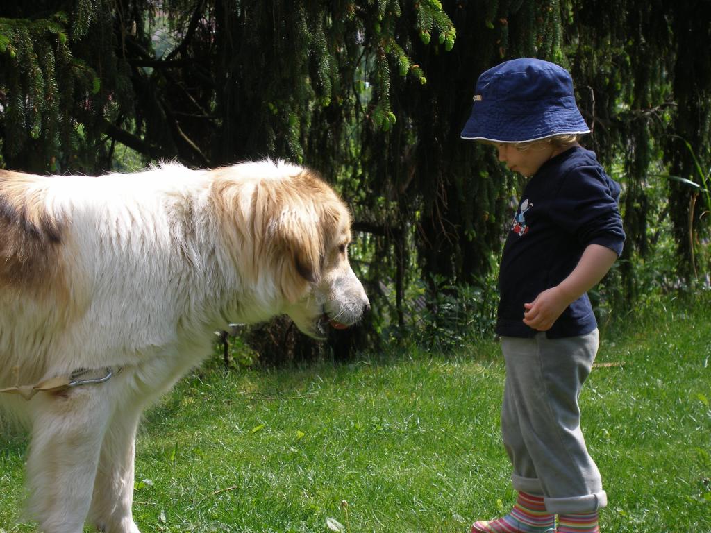 Tornjak dog and a boy photo and wallpaper. Beautiful Tornjak dog and a boy picture
