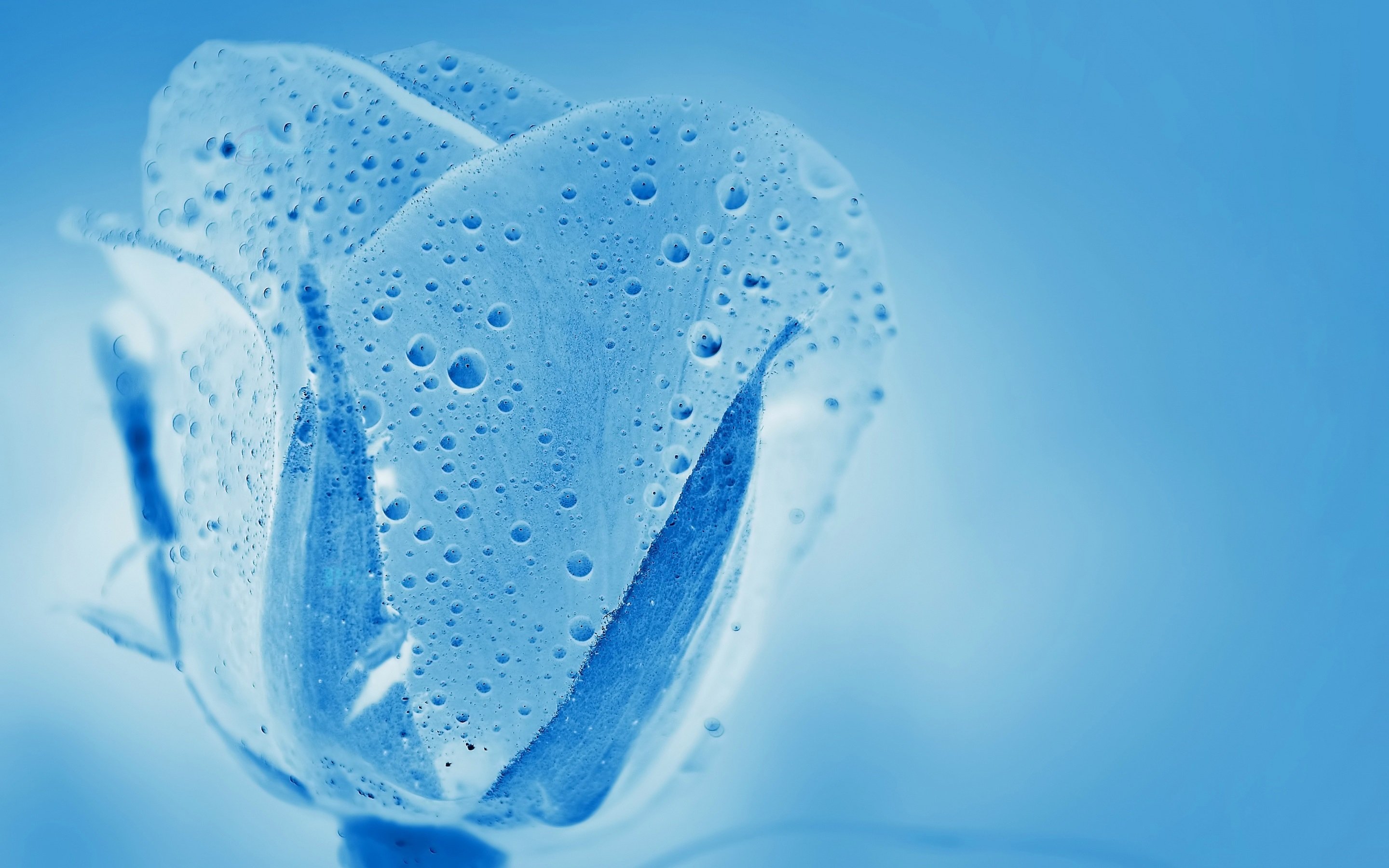 Wallpaper Blue tulip flower, water drops, creative style 2880x1800 HD Picture, Image