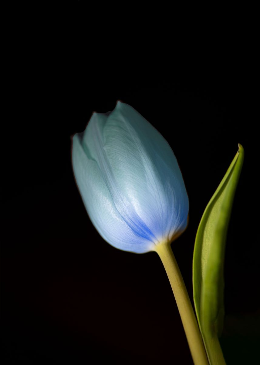 another blue Tulip' Poster