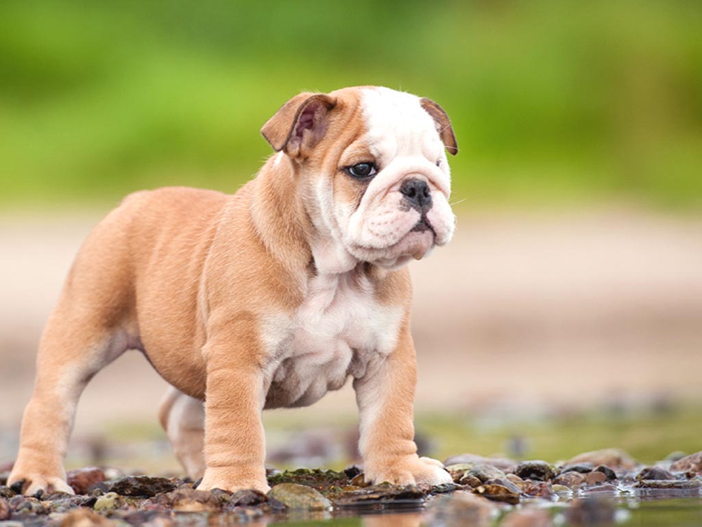 Old English Bulldog Wallpaper