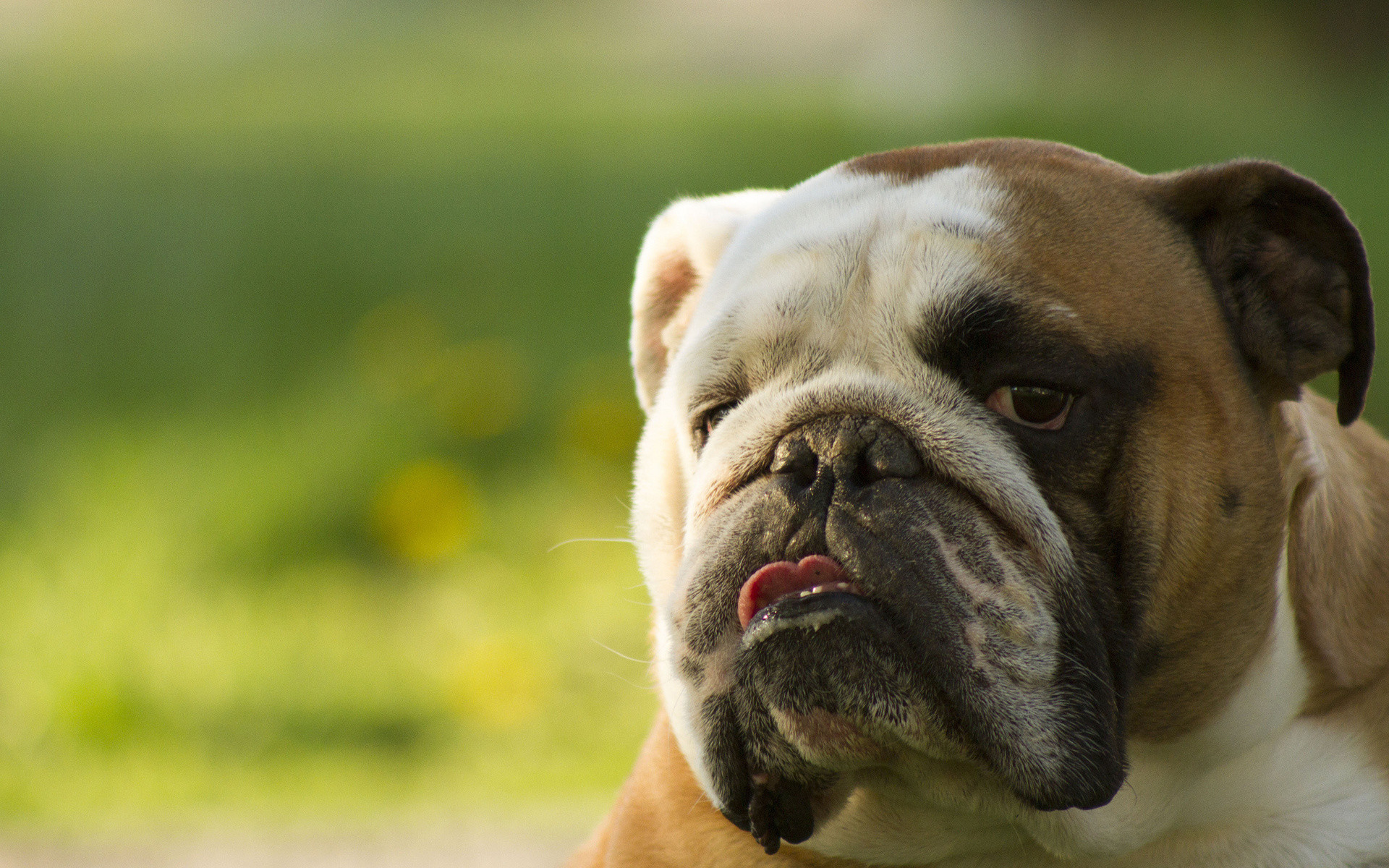 Old English Bulldog HD Wallpaper