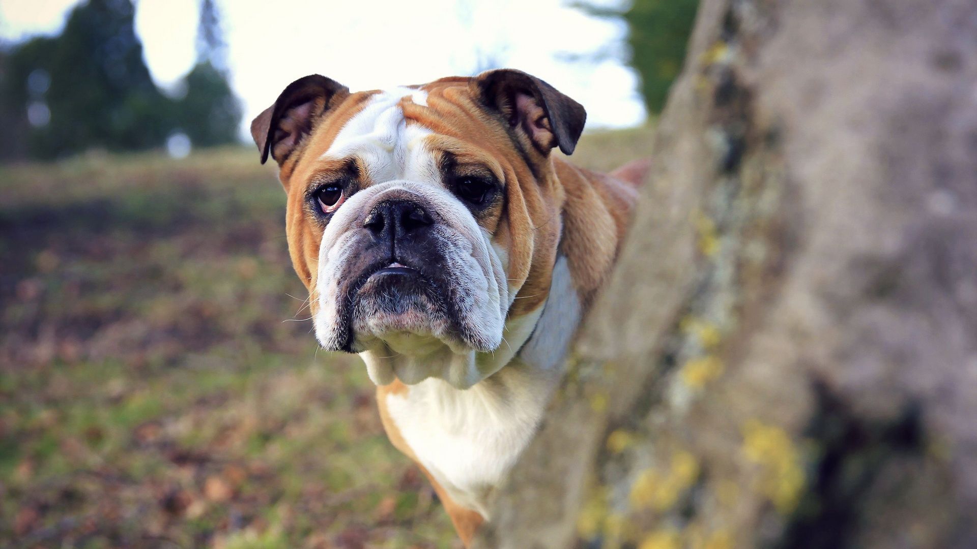 Old English Bulldog Wallpapers - Wallpaper Cave