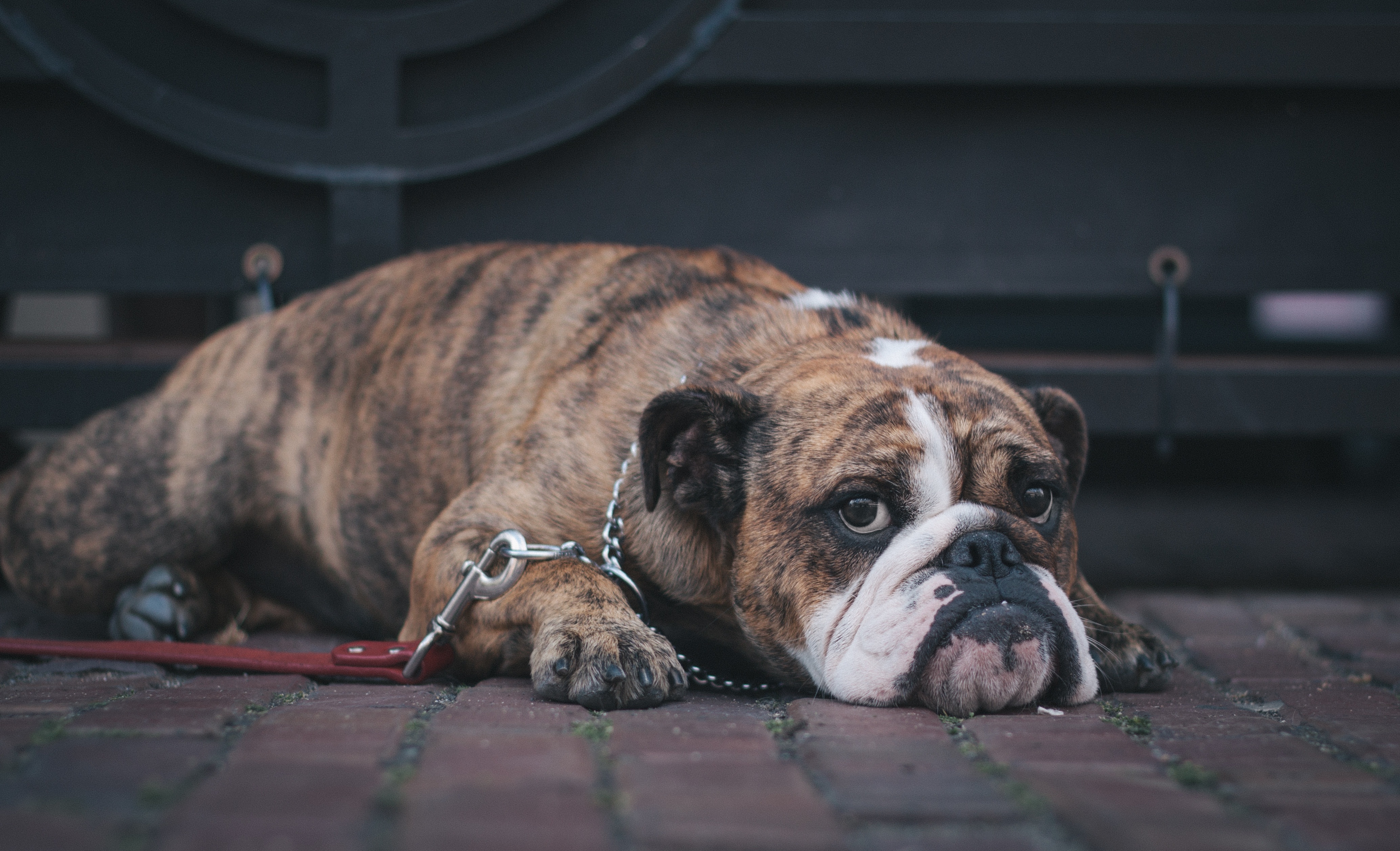 Wallpaper, english bulldog, lying, vertebrate, dog like mammal, muzzle, old english bulldog, olde english bulldogge 4137x2514