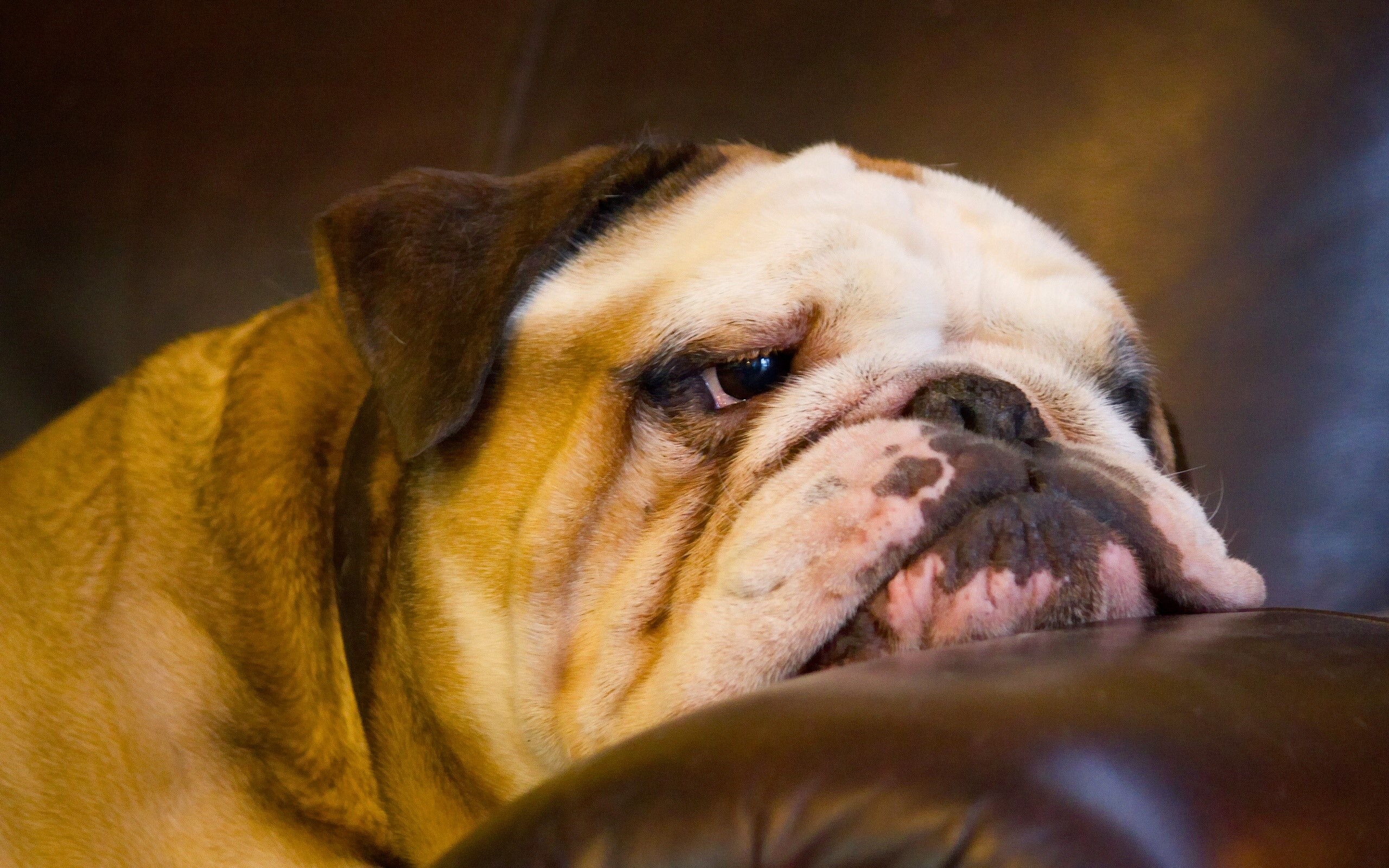 4K, 5K, Dogs, Bulldog, Glasses, Snout Gallery HD Wallpaper