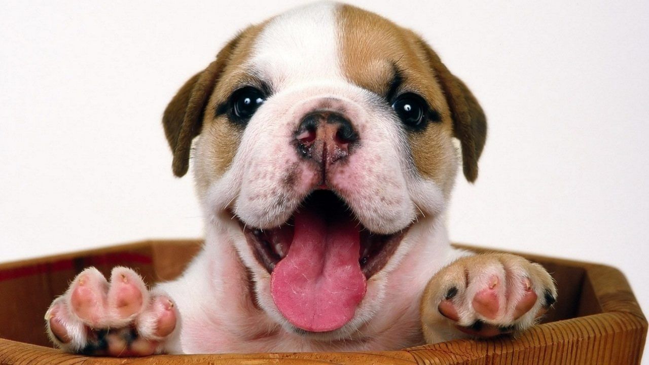 Cute Bulldog Puppies Wallpaper