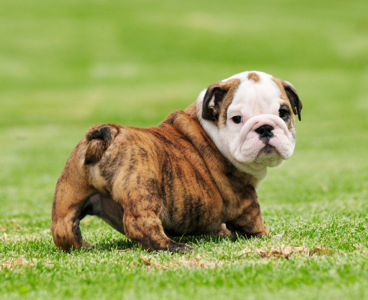 Old English Bulldog Wallpapers - Wallpaper Cave