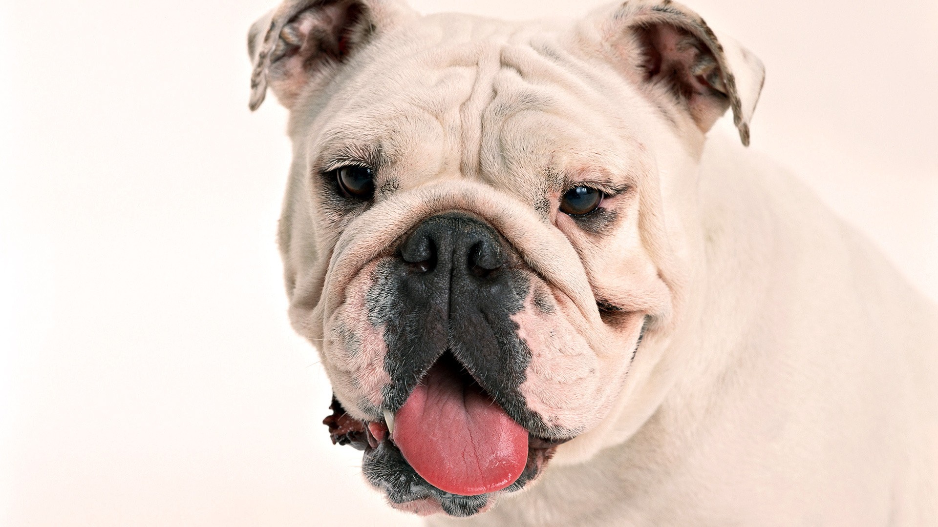 animals, Dogs, Bulldog, English, Bulldog Wallpaper HD / Desktop and Mobile Background