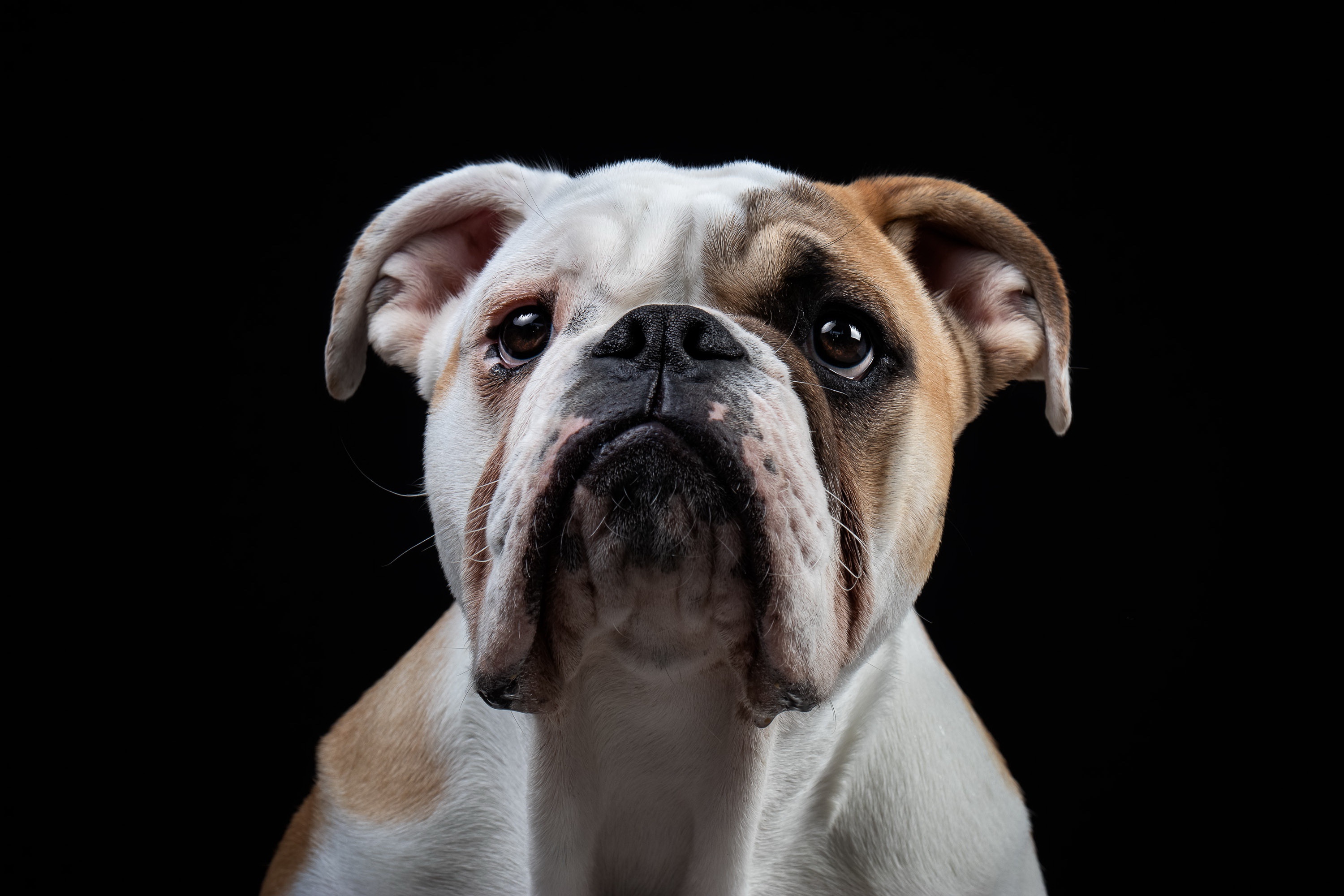 English Bulldog HD Wallpaper