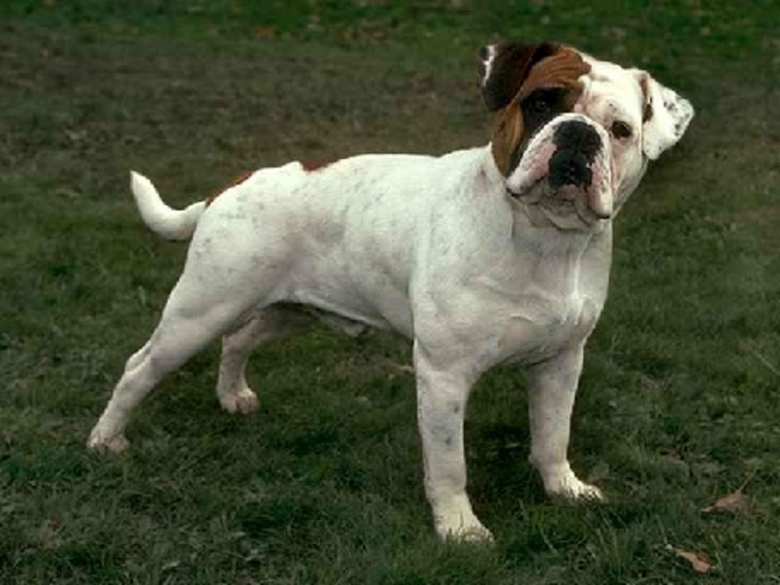 Old English Bulldog Wallpaper