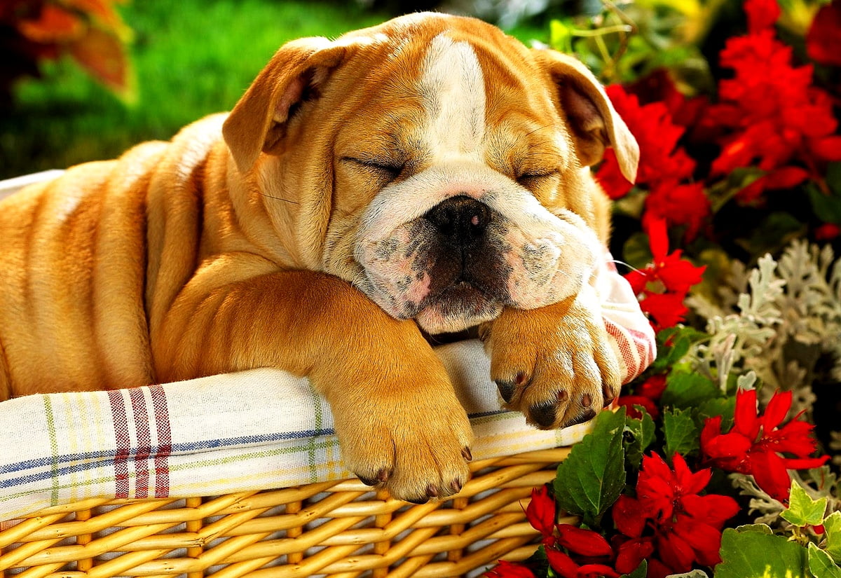 Awesome Dogs, Puppies, Old English Bulldog wallpaper. FREE Best pics