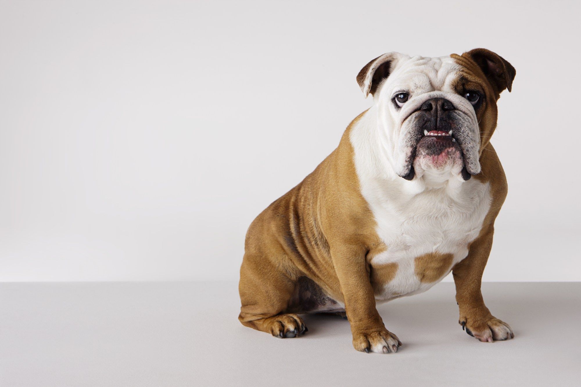 English Bulldog Wallpaper