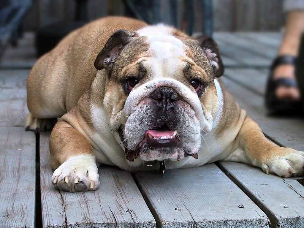 English Bulldog Wallpaper APK for Android Download