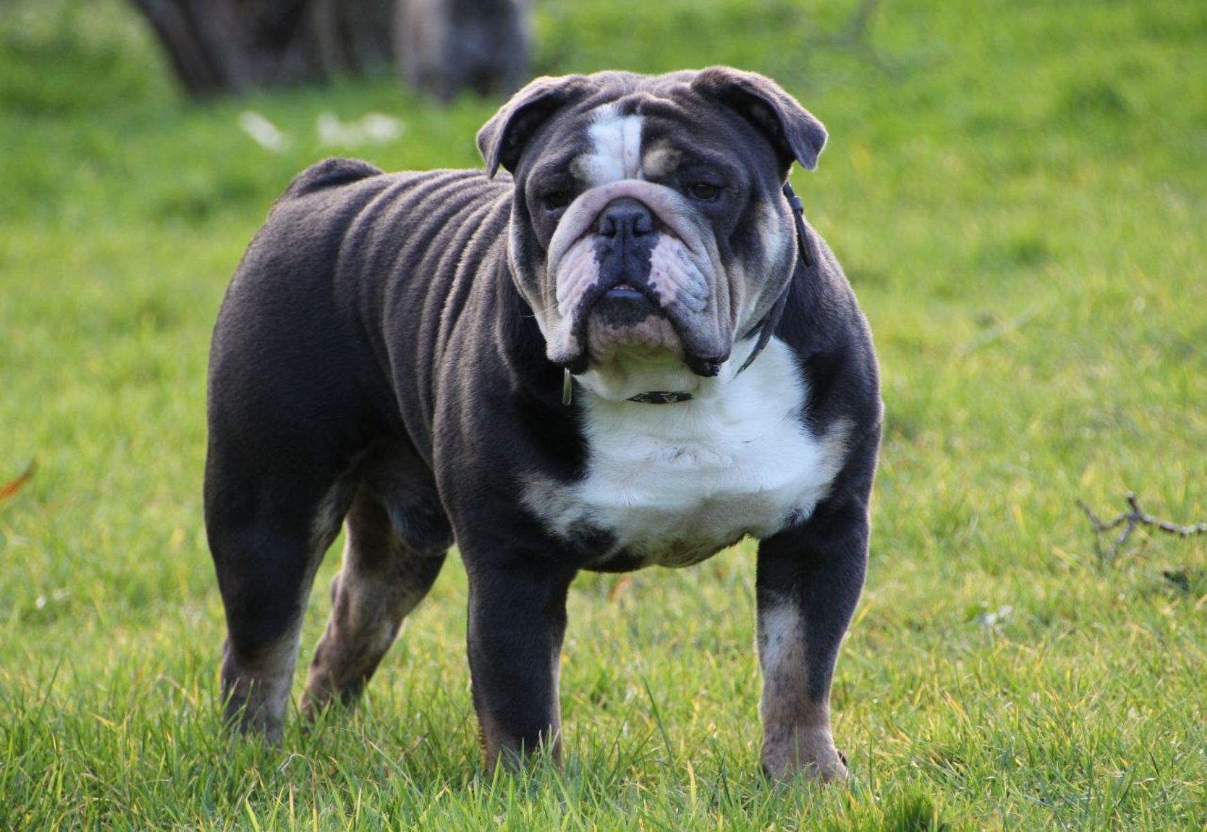 Old English Bulldog Full HD