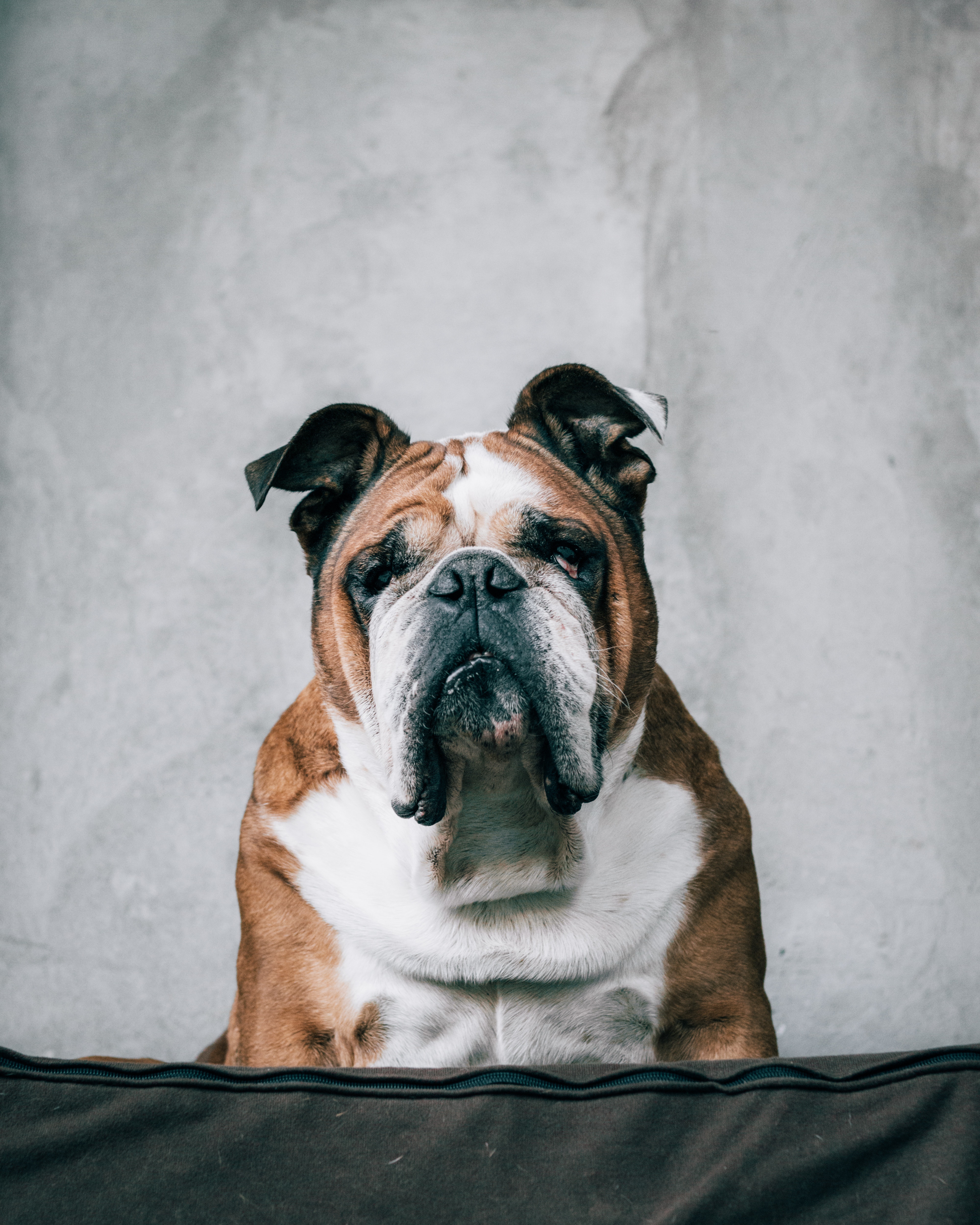 Bulldog Photo, Download The BEST Free Bulldog & HD Image