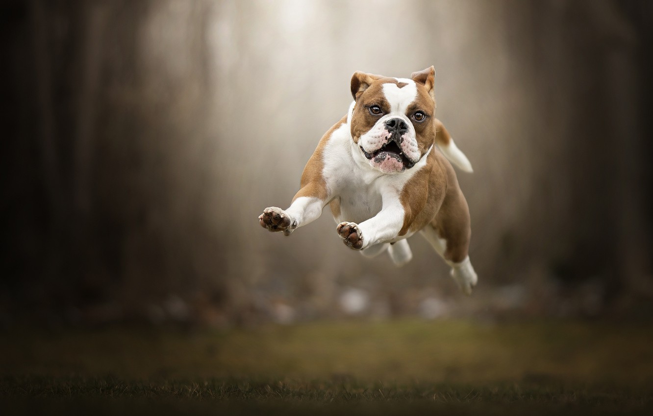 Wallpaper jump, dog, flight, walk, bokeh, English bulldog image for desktop, section собаки