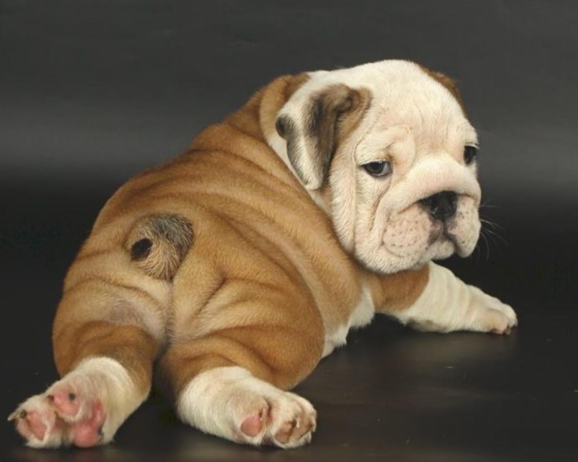 English Baby Bulldog Wallpaper