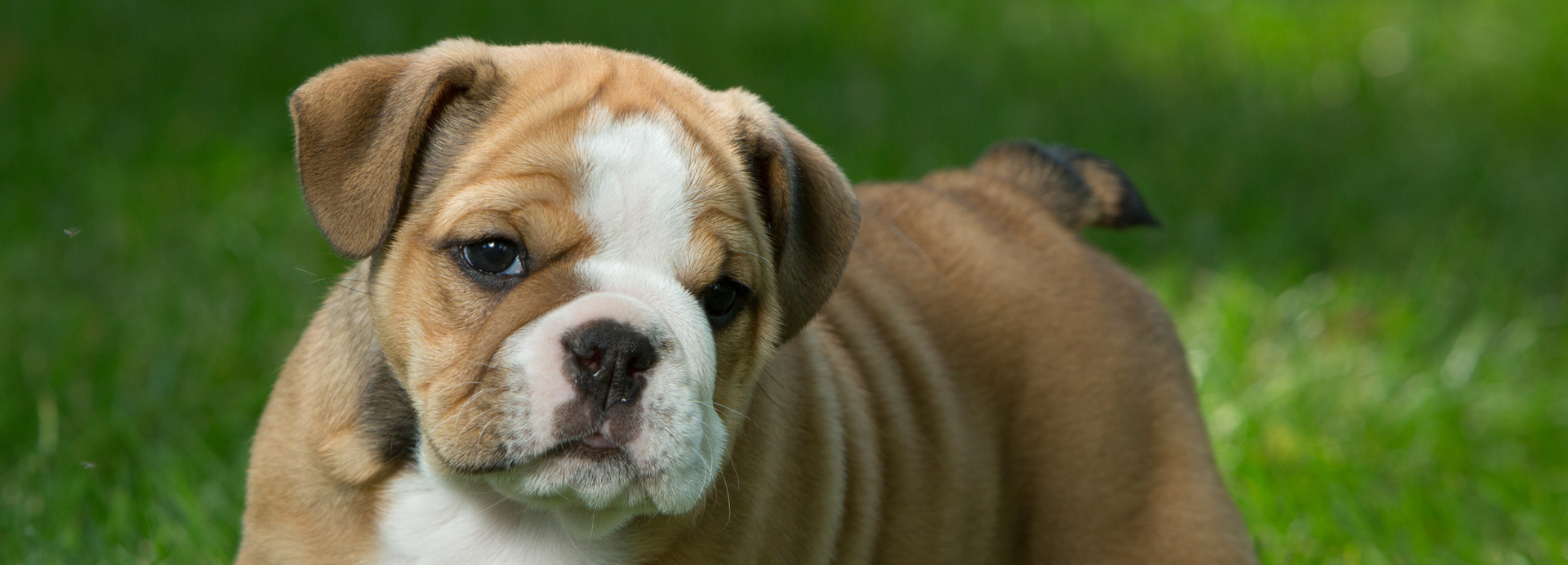 English Bulldog