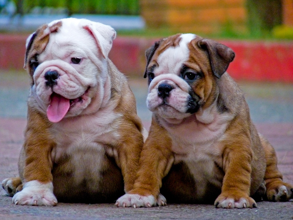 Old English Bulldog Wallpapers - Wallpaper Cave