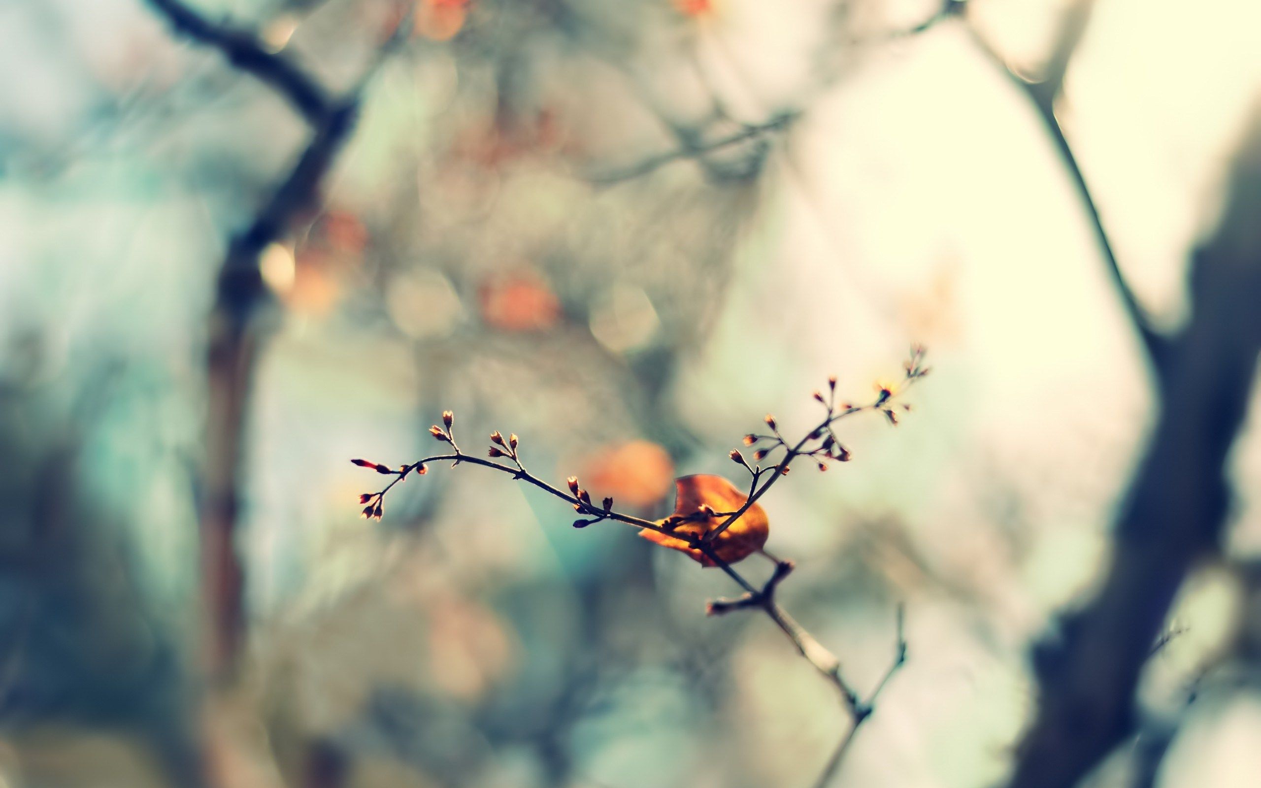 twig leaf spring nature. Spring wallpaper, Spring wallpaper hd, Spring desktop wallpaper