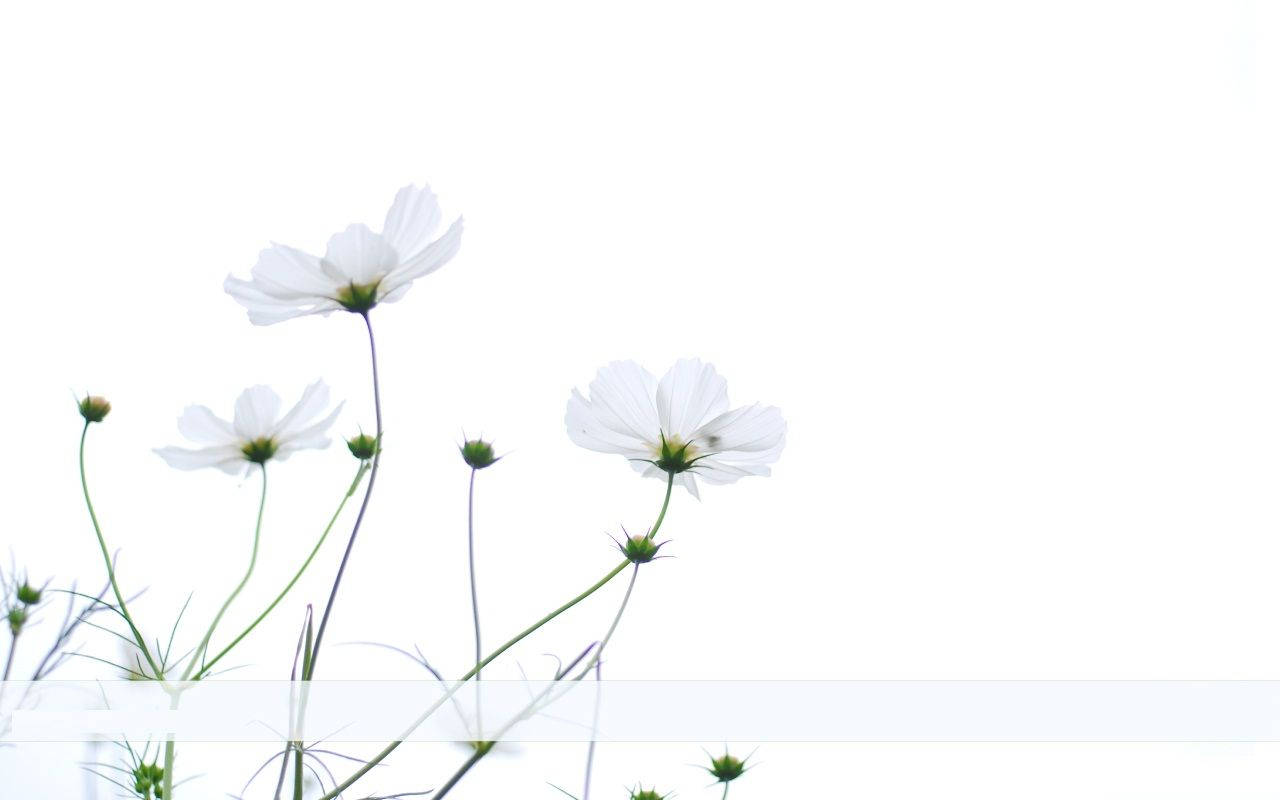 Download Minimalist Flower Computer Wallpaper