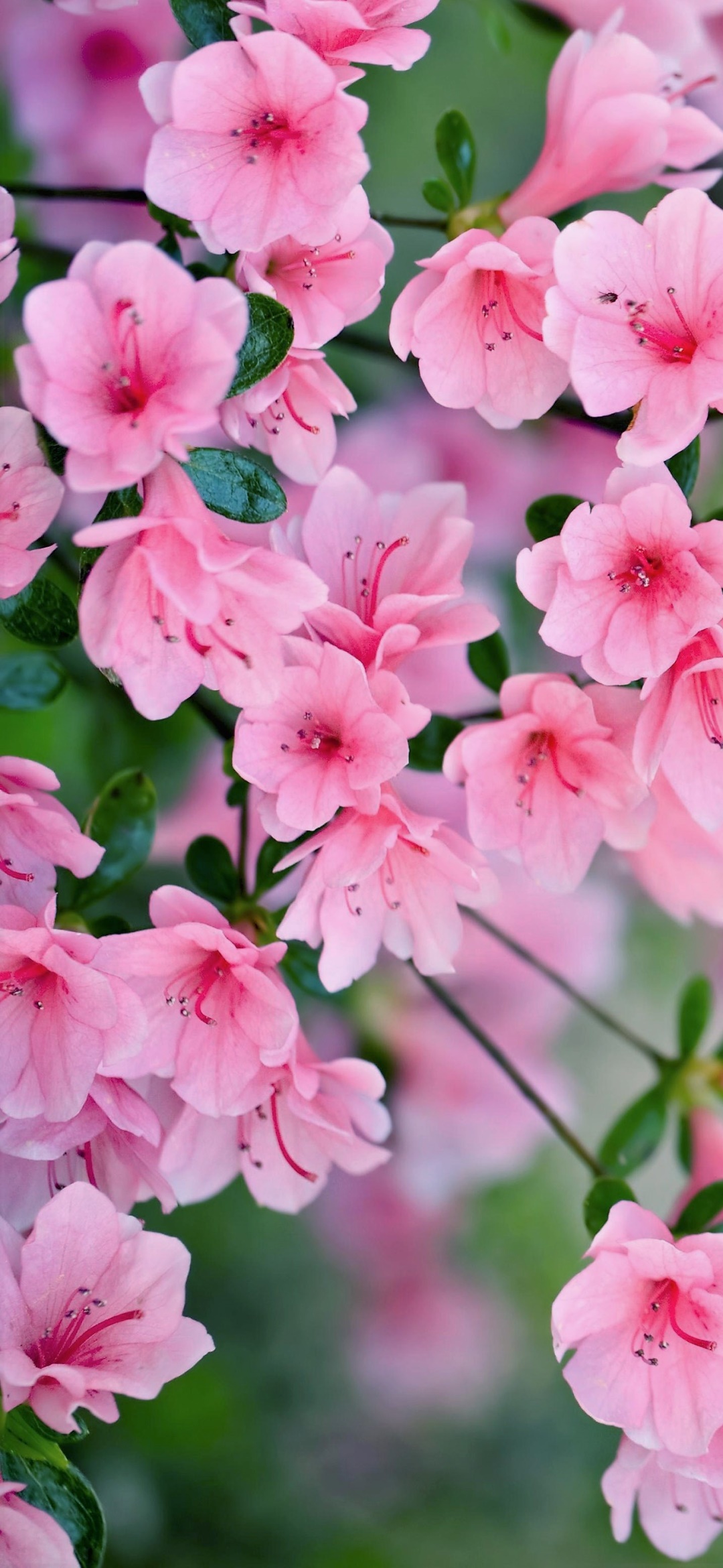Wallpaper / Earth Blossom Phone Wallpaper, Pink Flower, Spring, Flower, 1080x2340 free download