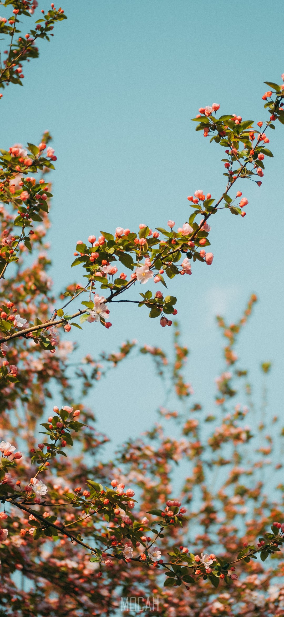 Tree, Plant, Flower, Branch, Spring, Xiaomi Redmi Note 8 full HD wallpaper, 1080x2340 Gallery HD Wallpaper