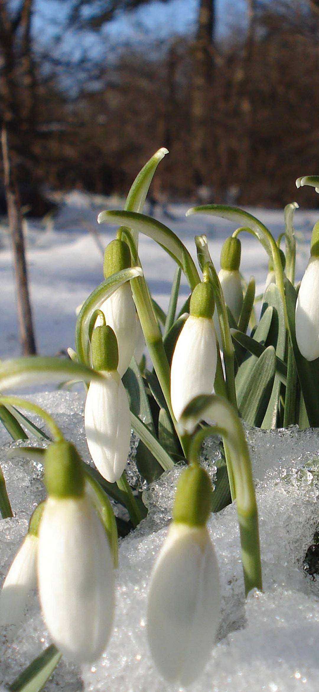 Snowdrops Spring Flowers - [1080x2340]
