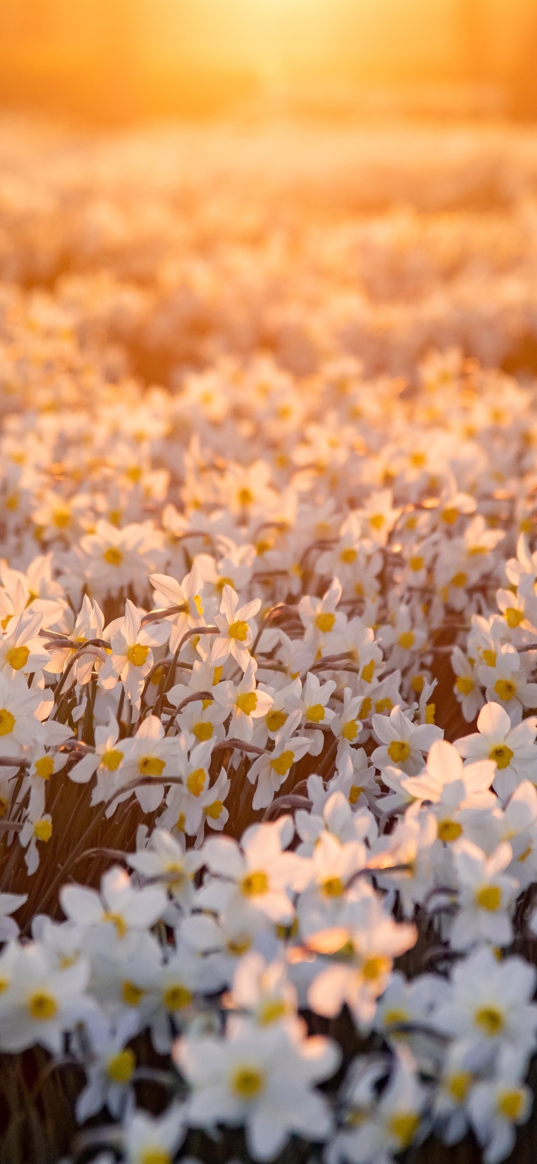 Wallpaper / Earth Daffodil Phone Wallpaper, Spring, Nature, White Flower, Flower, 1080x2340 free download