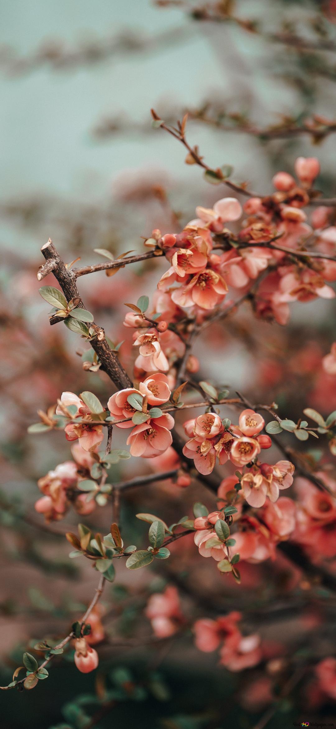Spring's blossom 2K wallpaper download