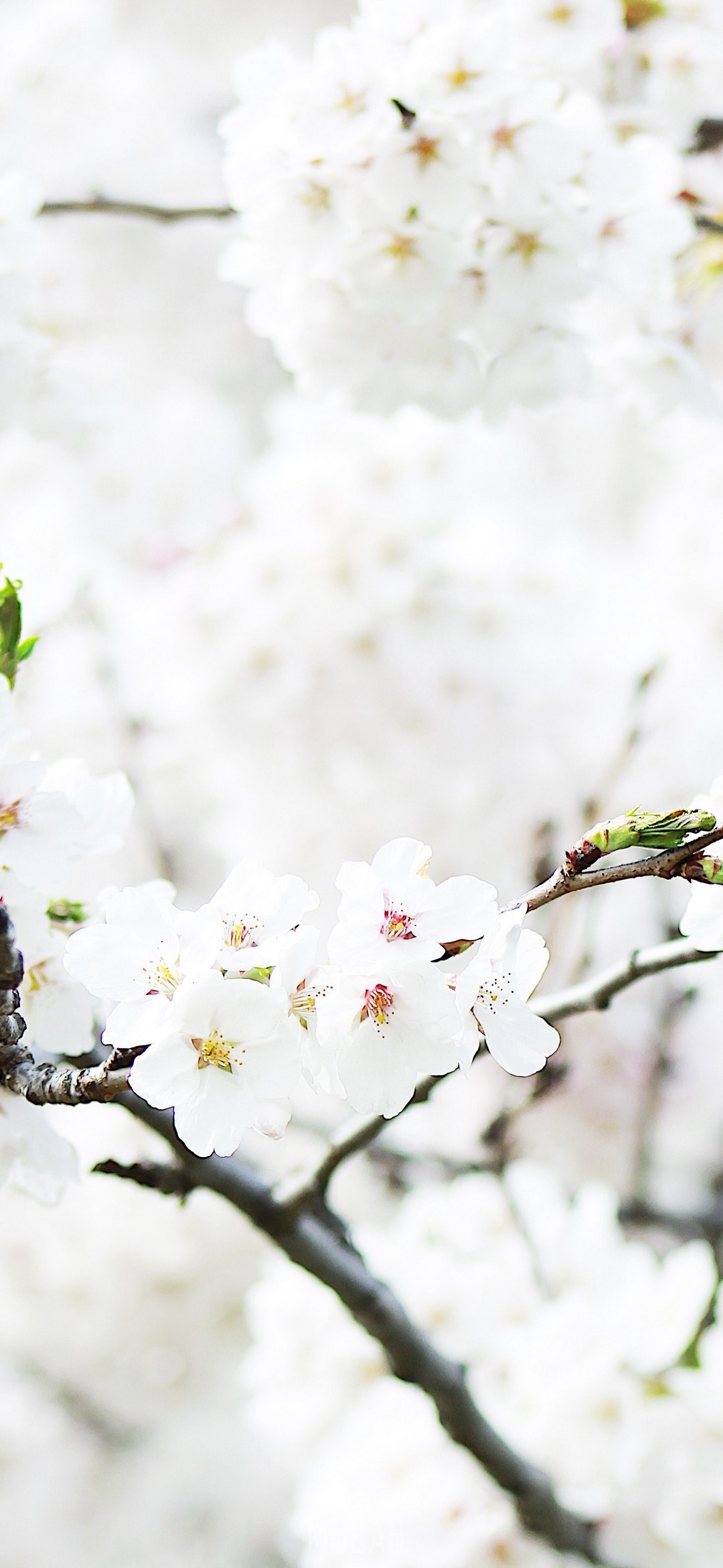 close up of cherry blossom branch in full bloom in spring high park, lost in white, vivo U3 wallpaper HD free download, 1080x2340 Gallery HD Wallpaper