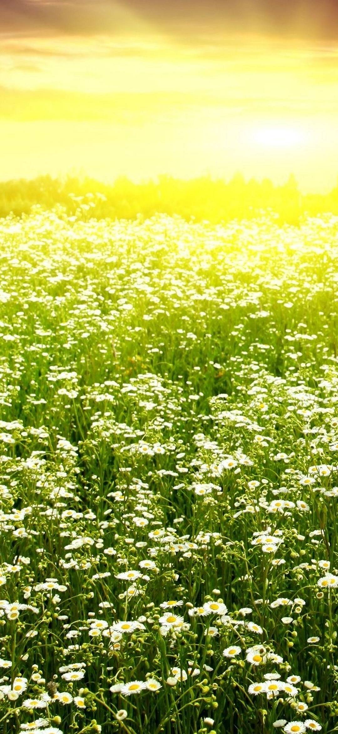 Light Field Grass - [1080x2340]