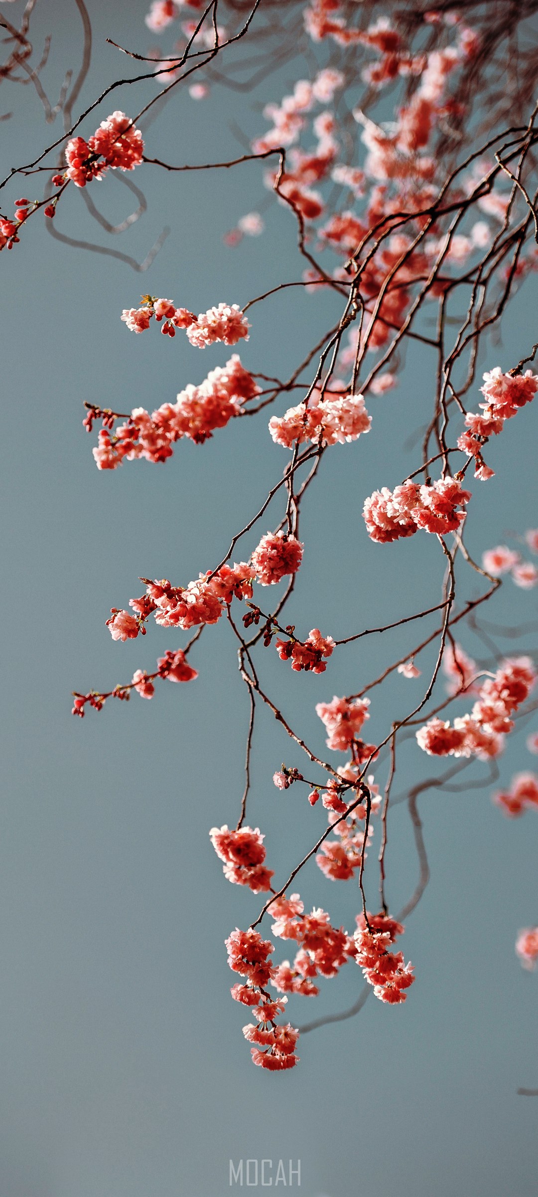 branch with pink blossom against clear blue sky in spring, spring blossom, Oppo Reno4 Pro 5G background, 1080x2400 Gallery HD Wallpaper