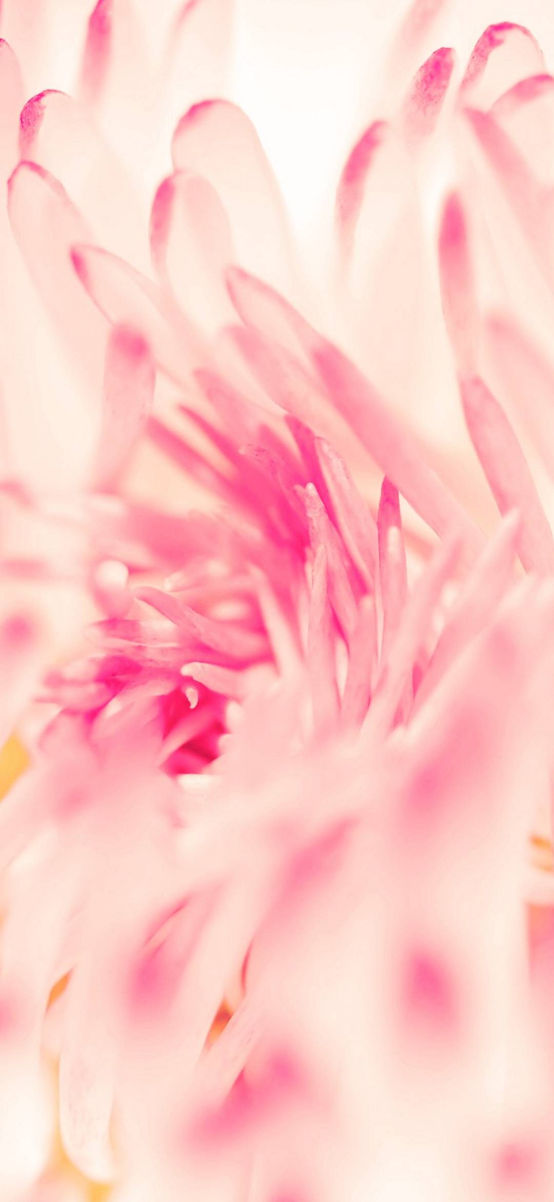 Spring Daisy Flower - [1080x2340]