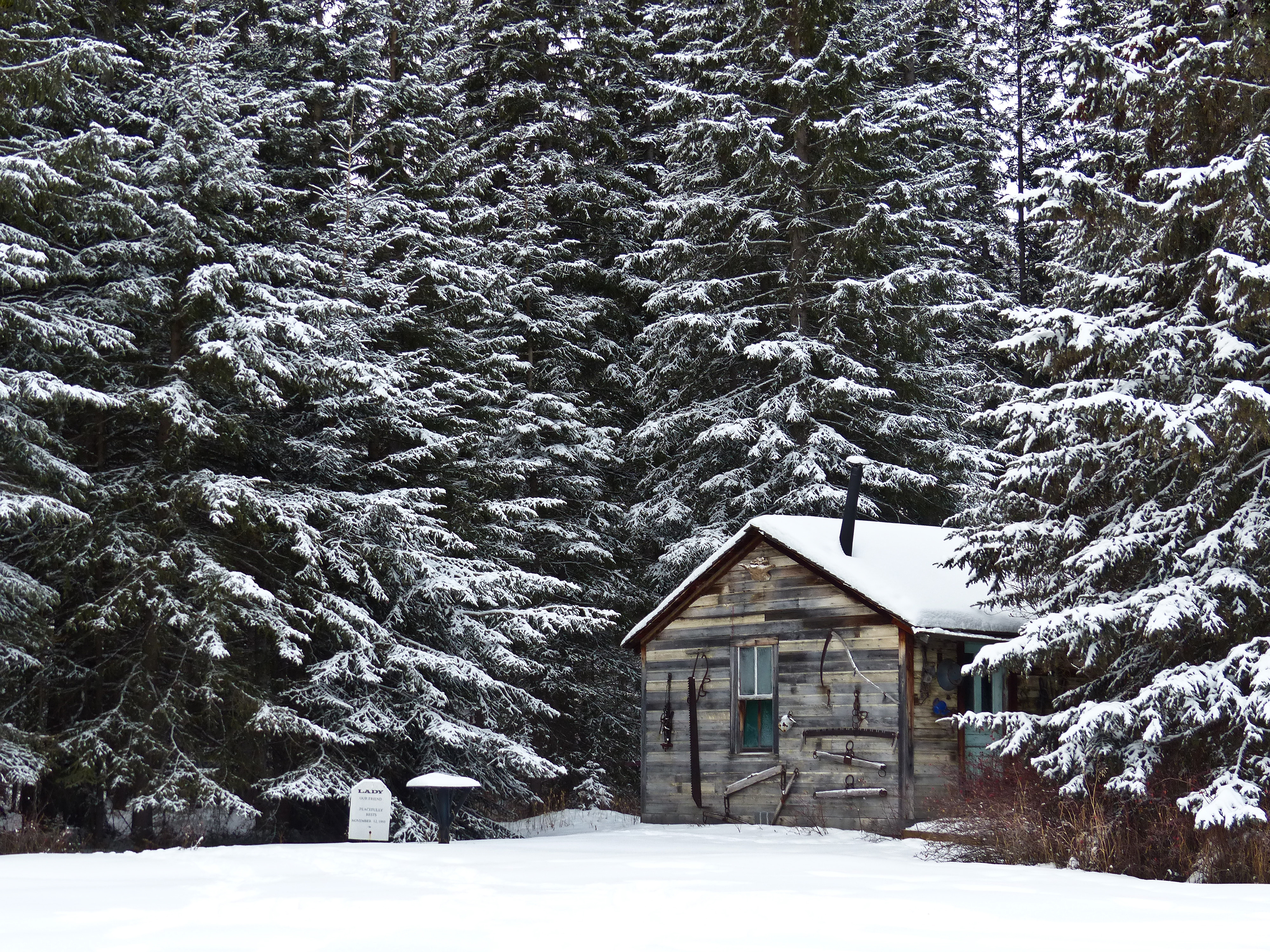 Wallpaper, trees, winter, snow, Canada, nature, forest, wooden, cabin, seasons, shed, Alberta, pictureque, snowcovered, christmasbirdcount, winterscene, beautyinnature, nwofcalgary, cochranewildlifereserve, myrafamily 4000x3000