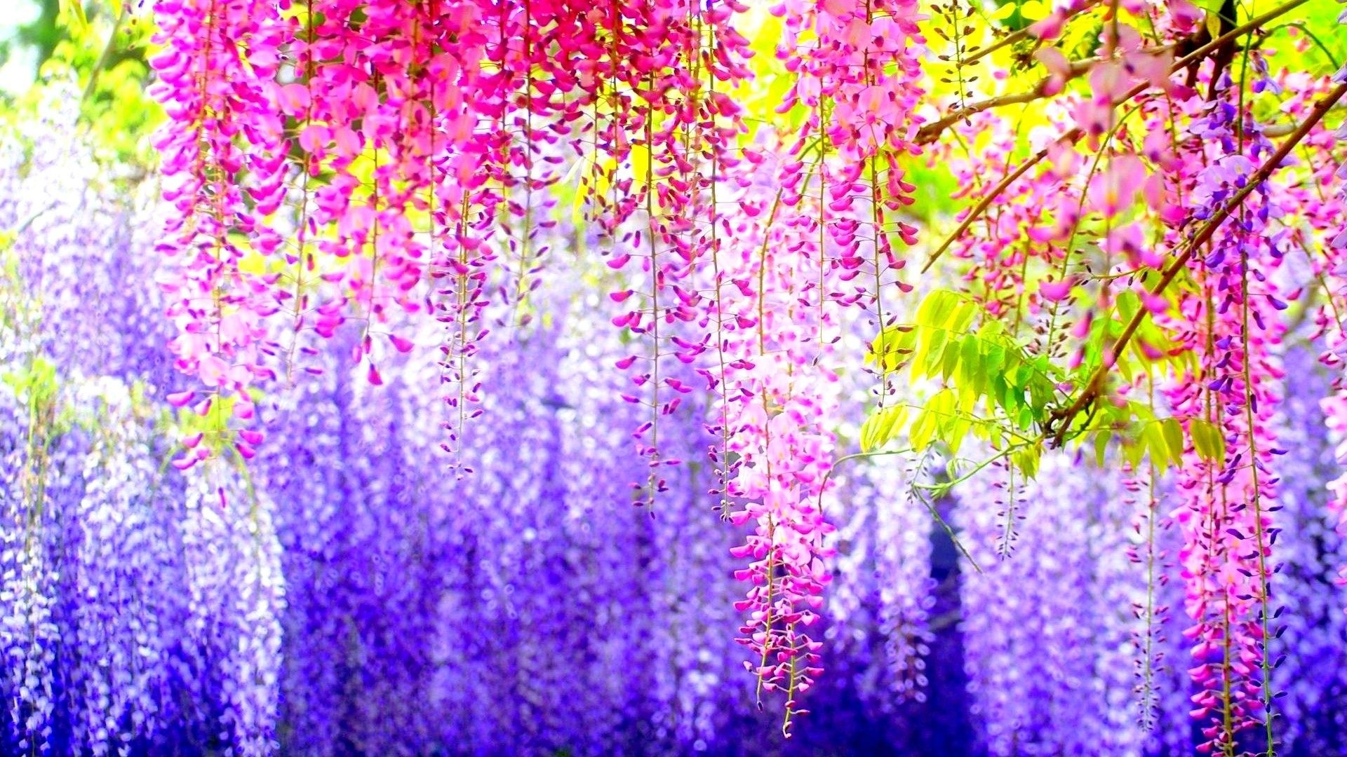 beautiful colorful flowers
